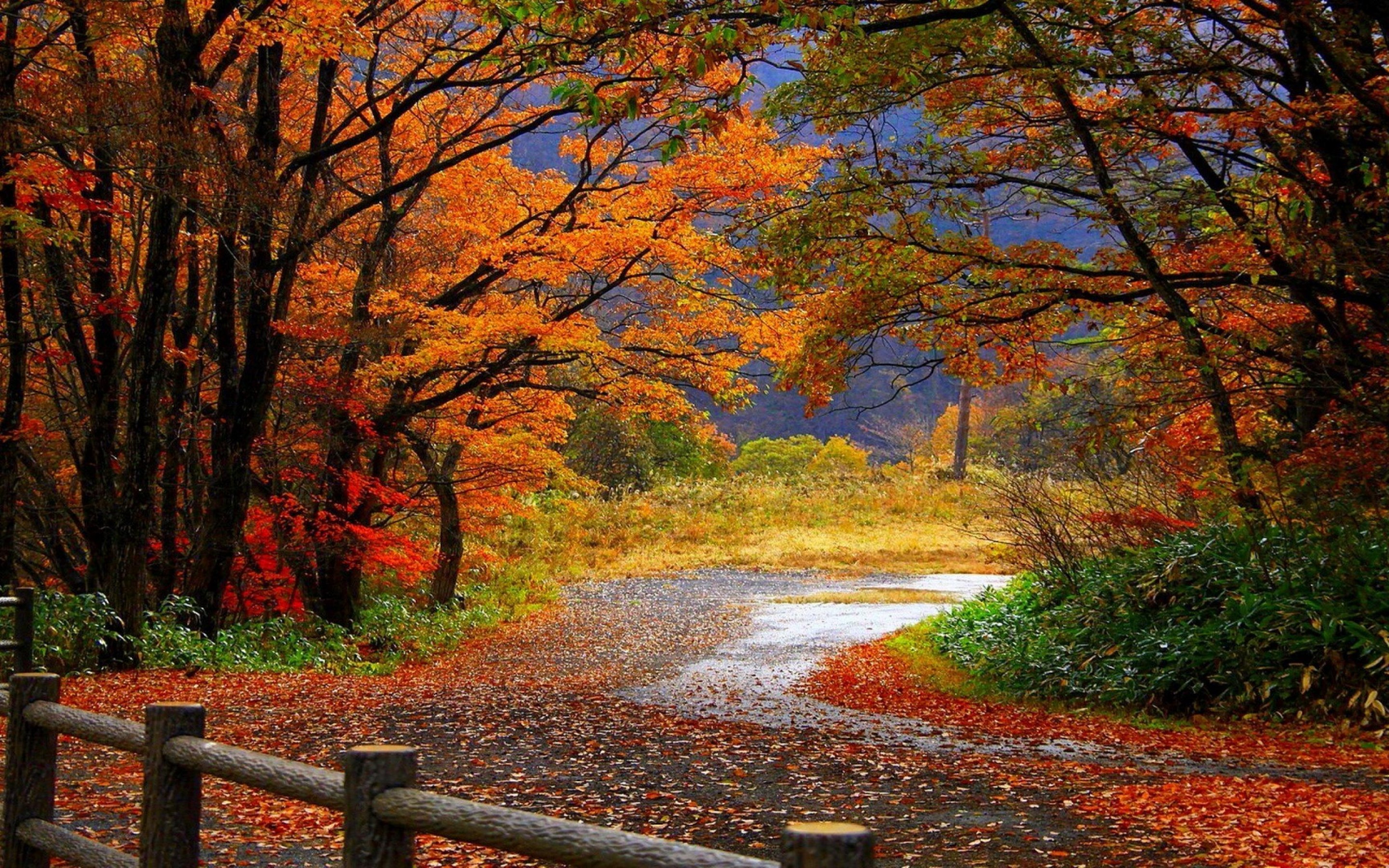 Colorful Autumn Landscape Wallpaper Quality Image And Transparent PNG Free Clipart