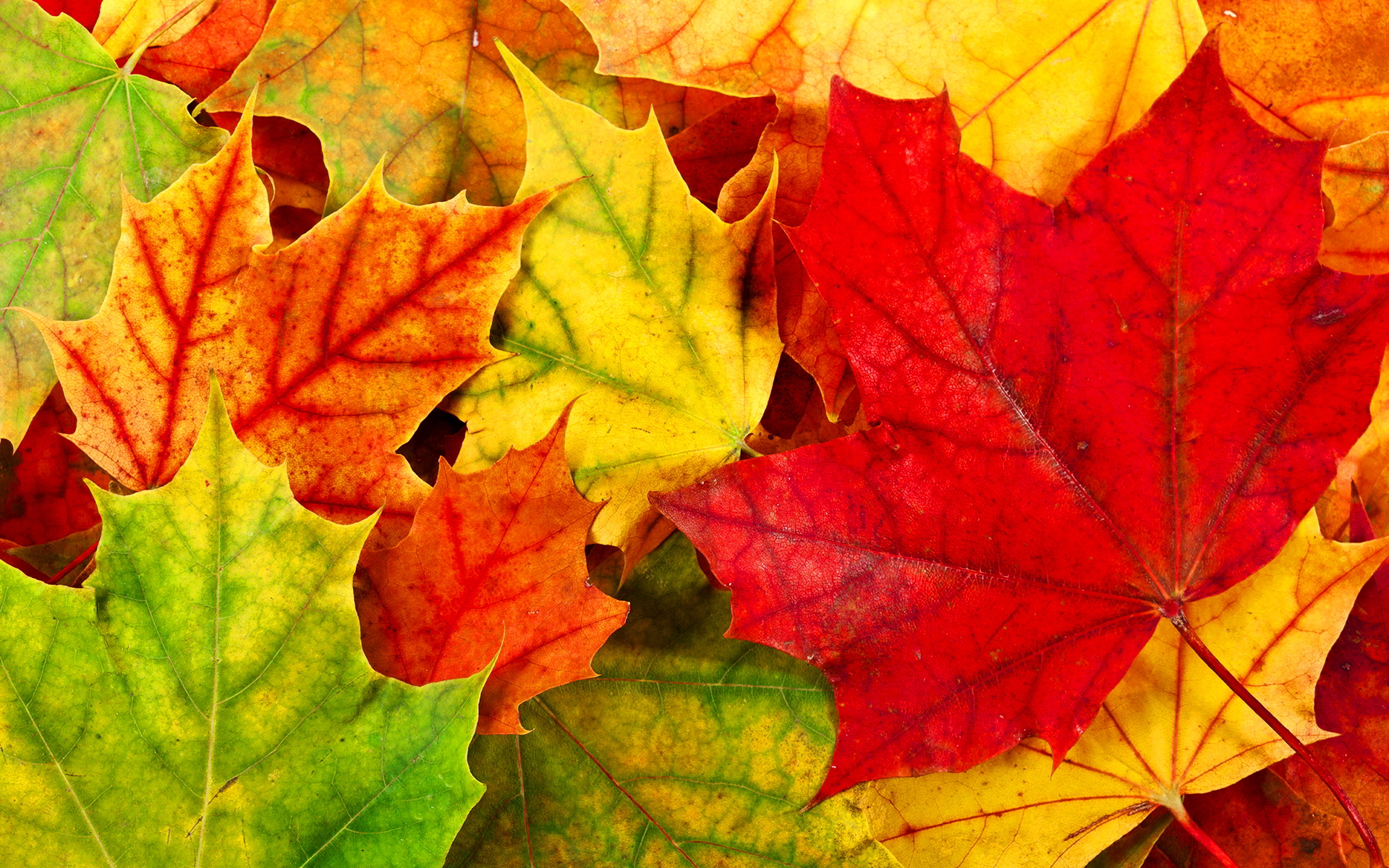 Colorful autumn leaves wallpaperx1200
