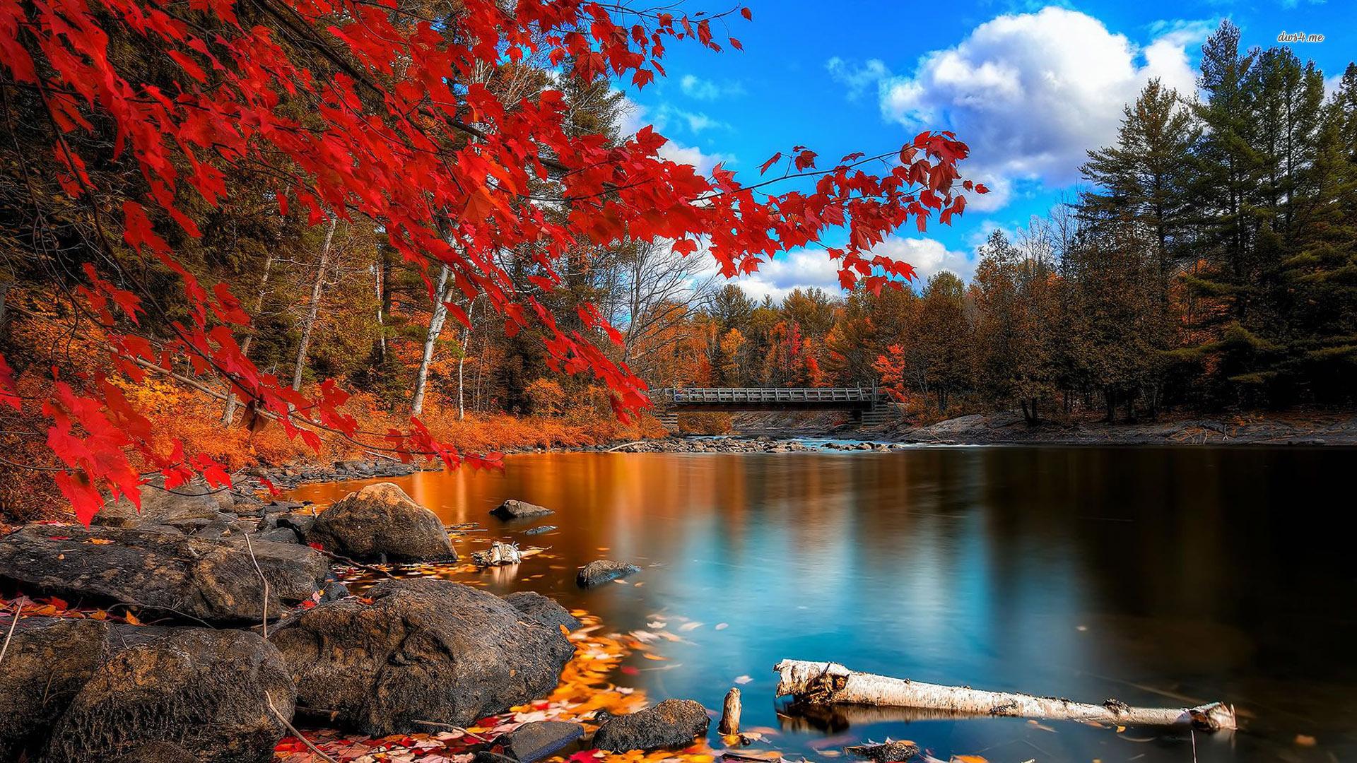 Colorful autumn lakeside trees wallpaper wallpaper