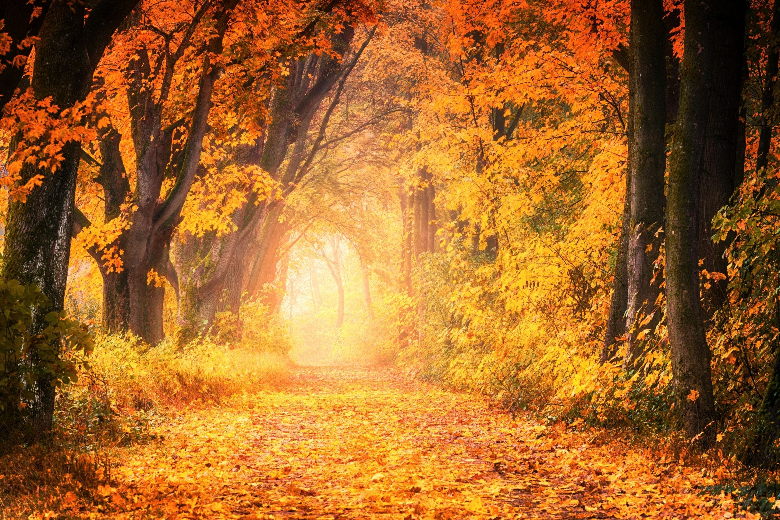 HD Colorful Forest Autumn Wallpaper