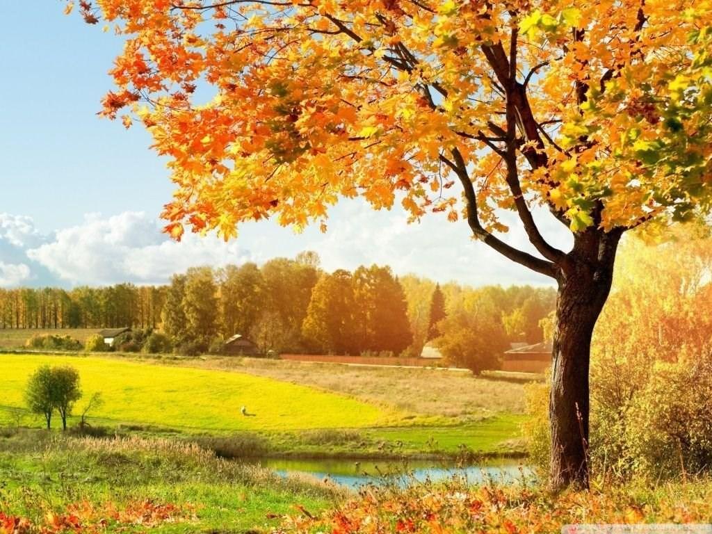 A Beautiful View Of Colorful Autumn Trees HD Desktop