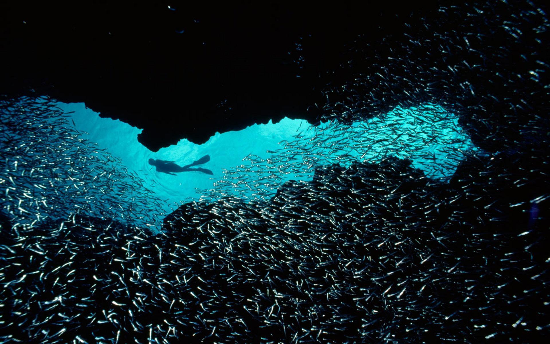 Alone With The Fishes HD desktop wallpaper, Widescreen