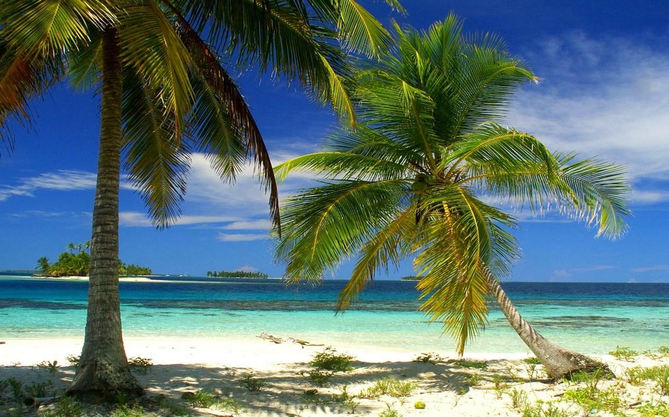 nature, Landscape, Palm Trees, Beach, Island, Sea, Tropical