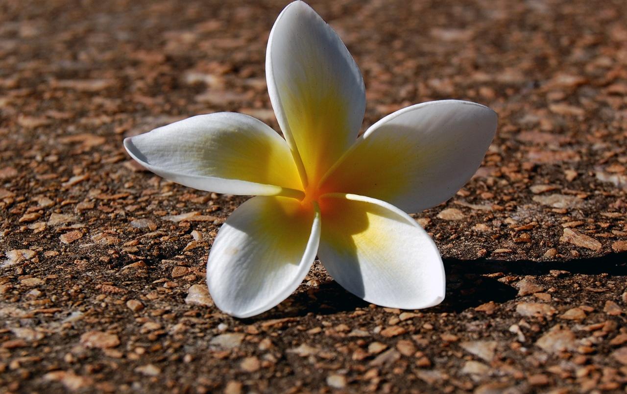 Flower lying down wallpaper. Flower lying down