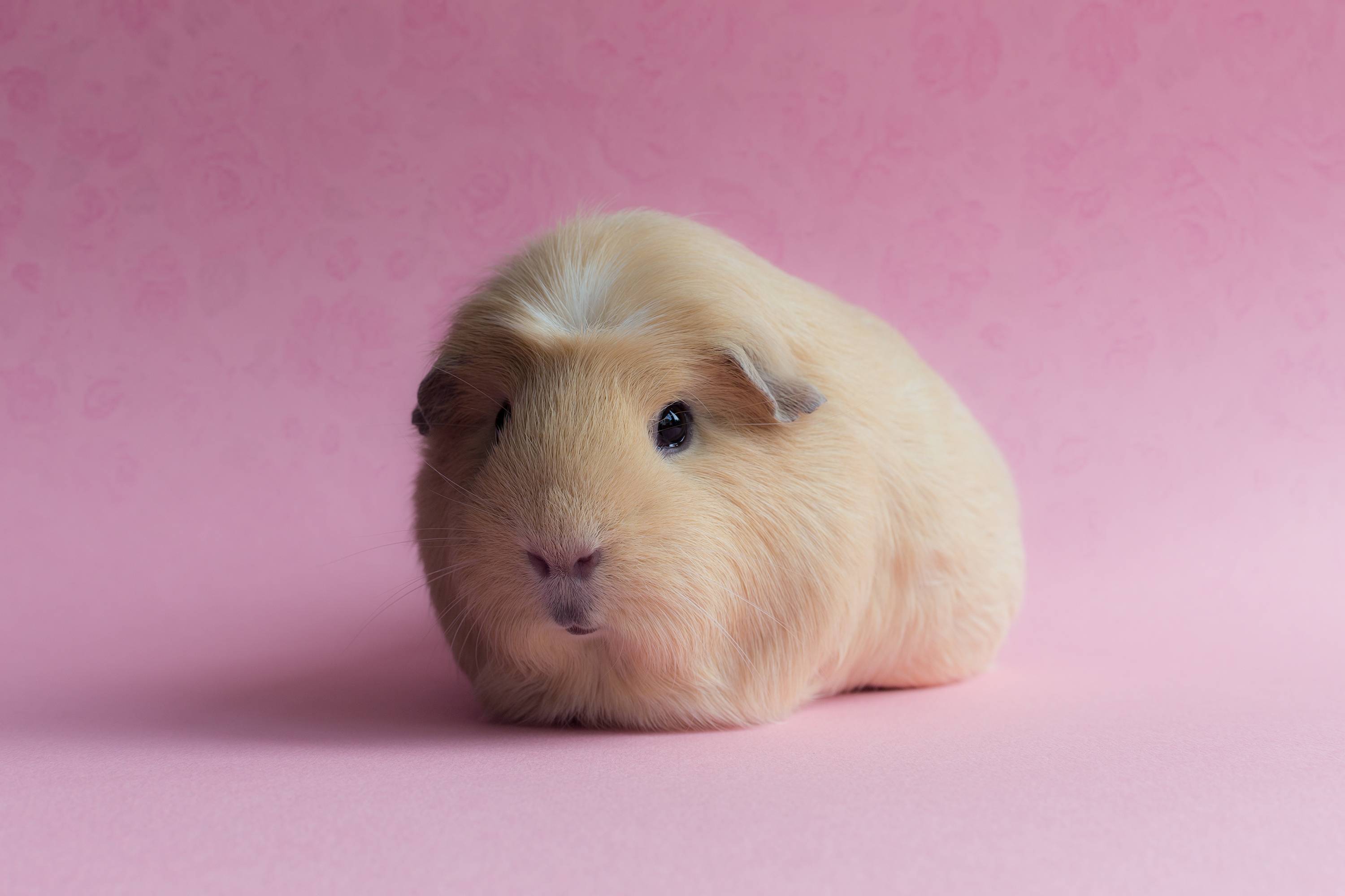 cute guinea pig wallpaper