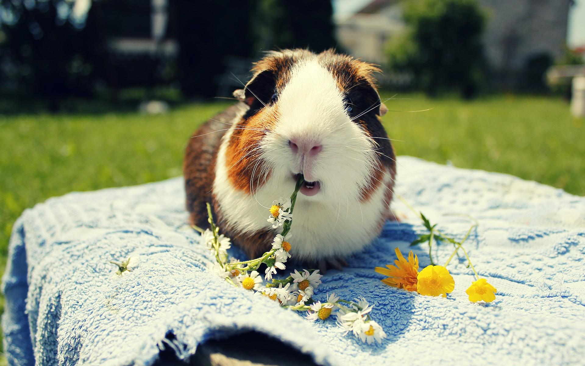 Wallpaper Animals Pig Eating Flower