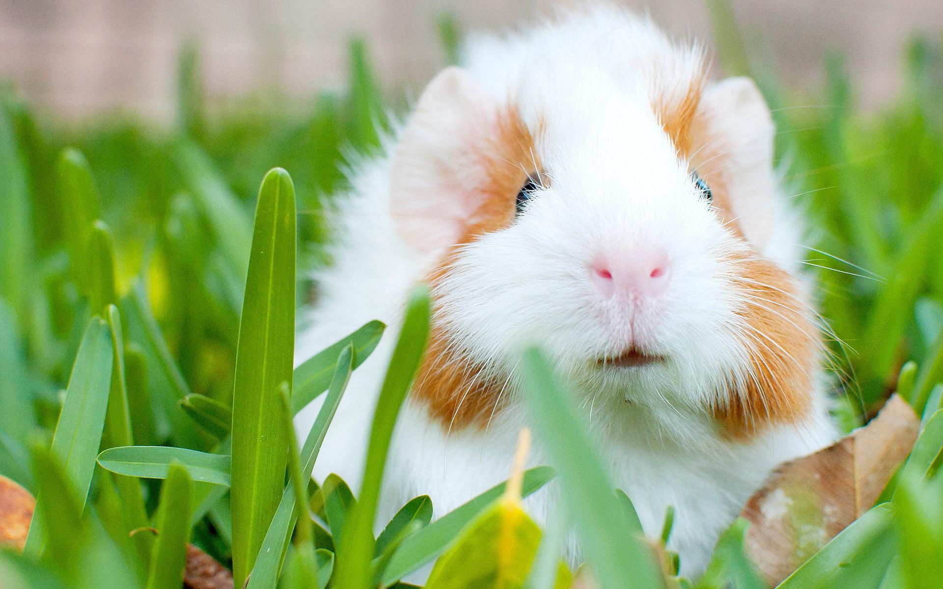 Cute Guinea Pig Wallpaper Group , Download for free