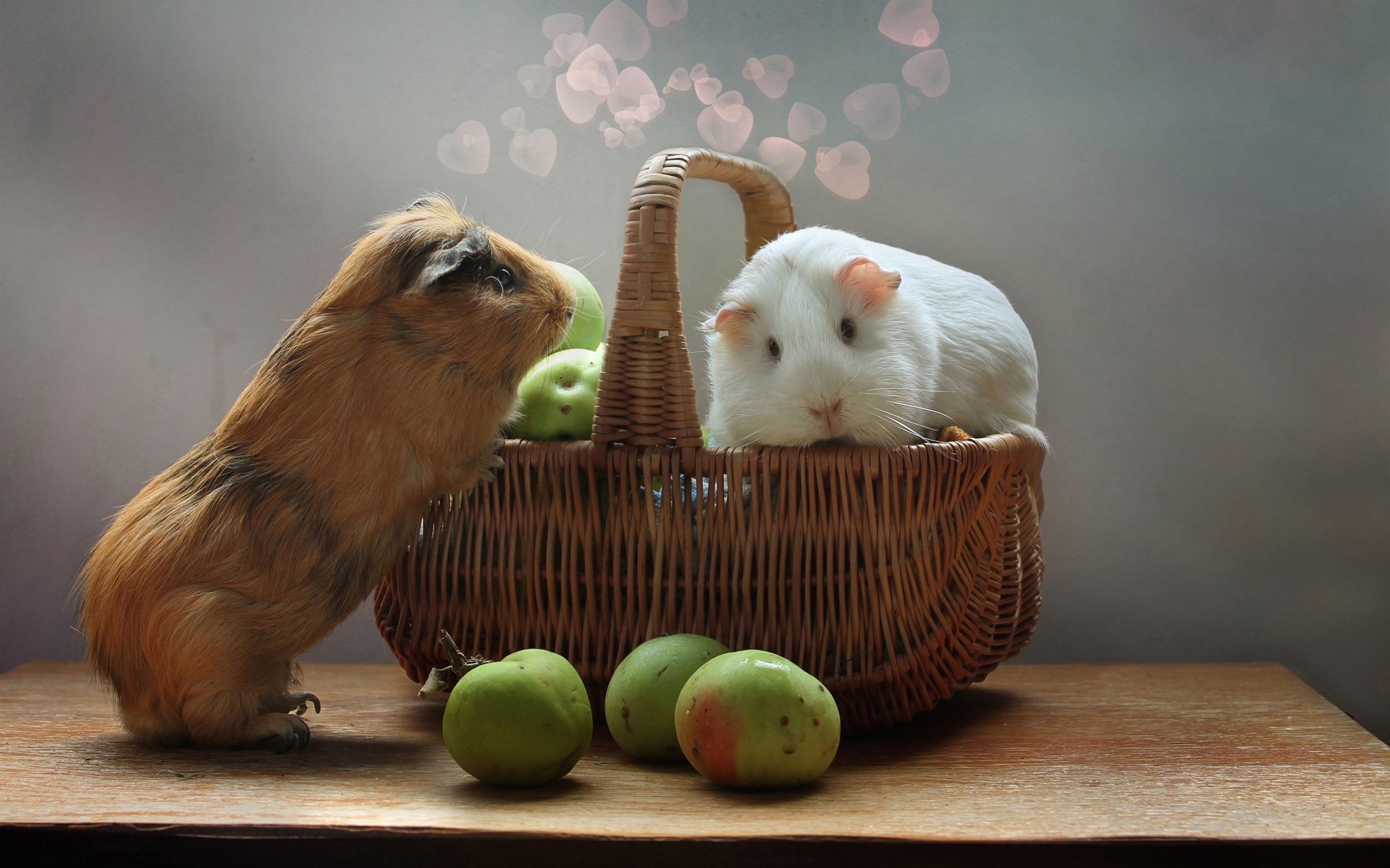 Wallpaper Two cute guinea pigs, rodents, apples 2880x1800 HD