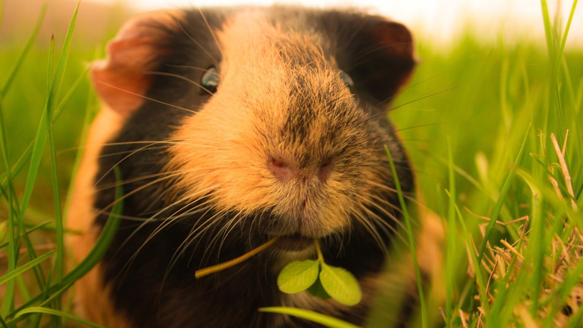 Hd Guinea Pigs Wallpaper And Photo HD Animals Wallpaper