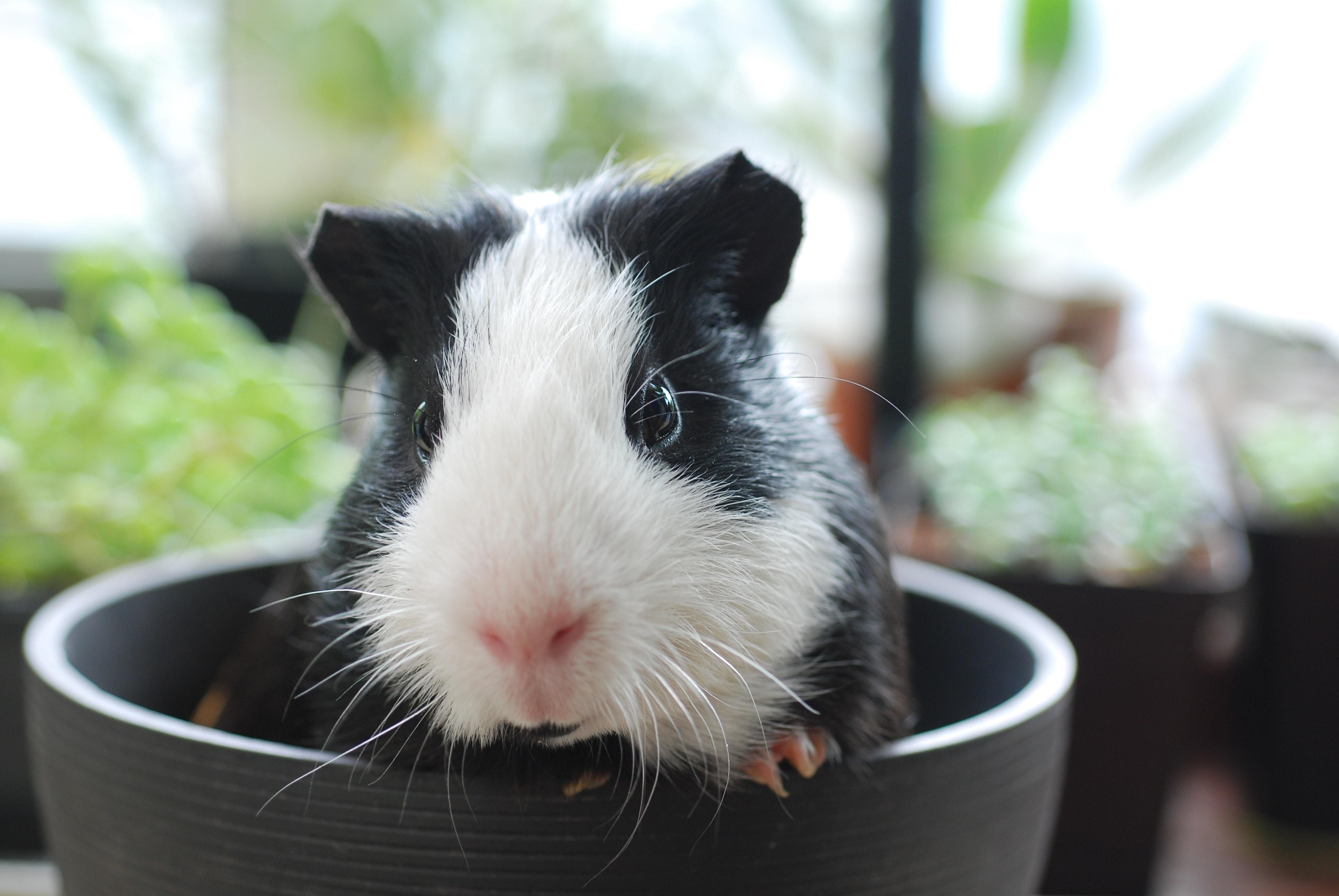 Closeup Photo Of White And Black Hamster In Round Black