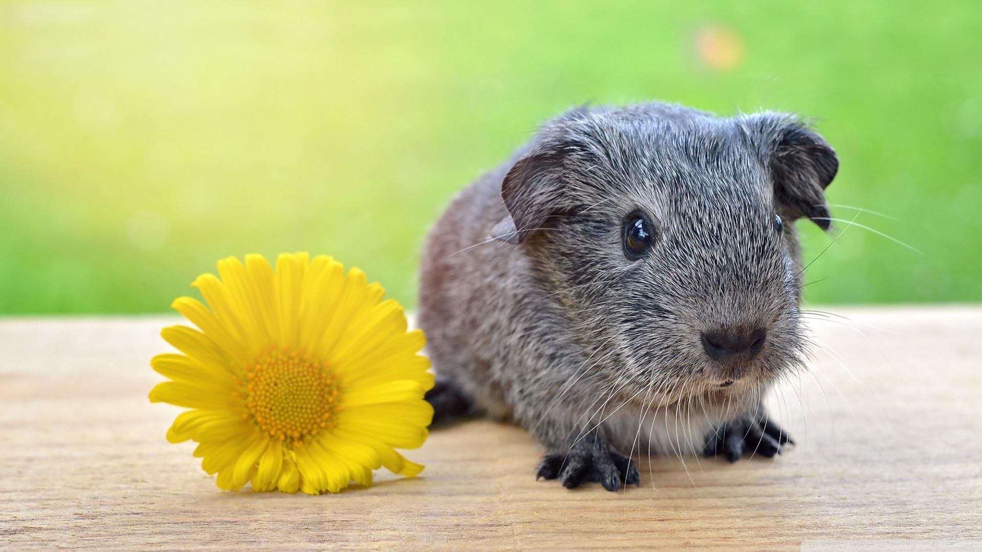 Super Cute Baby Guinea Pig ❤ 4K HD Desktop Wallpaper for 4K