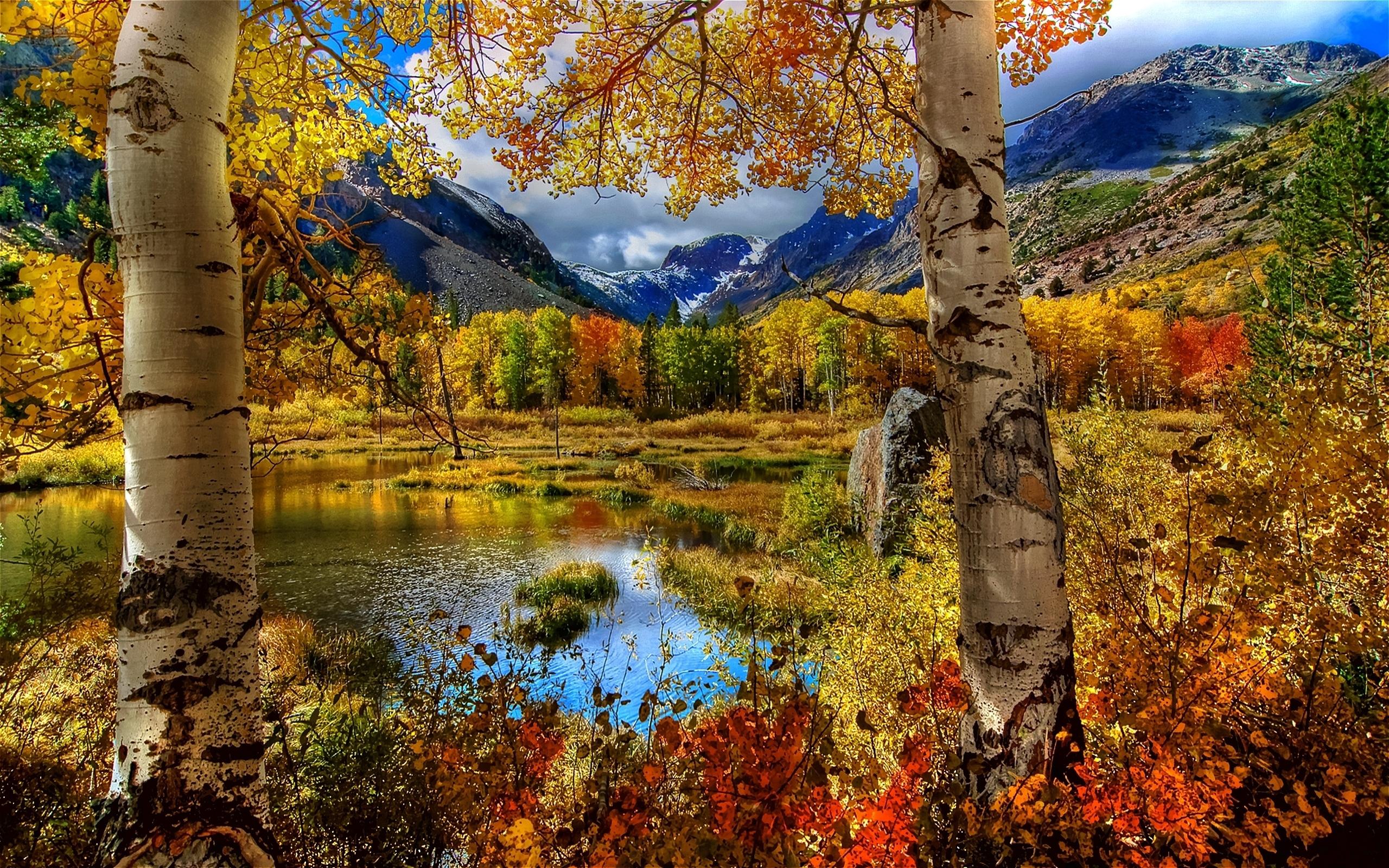 Autumn Birch Color Paint Plants Pond Mountain Russia