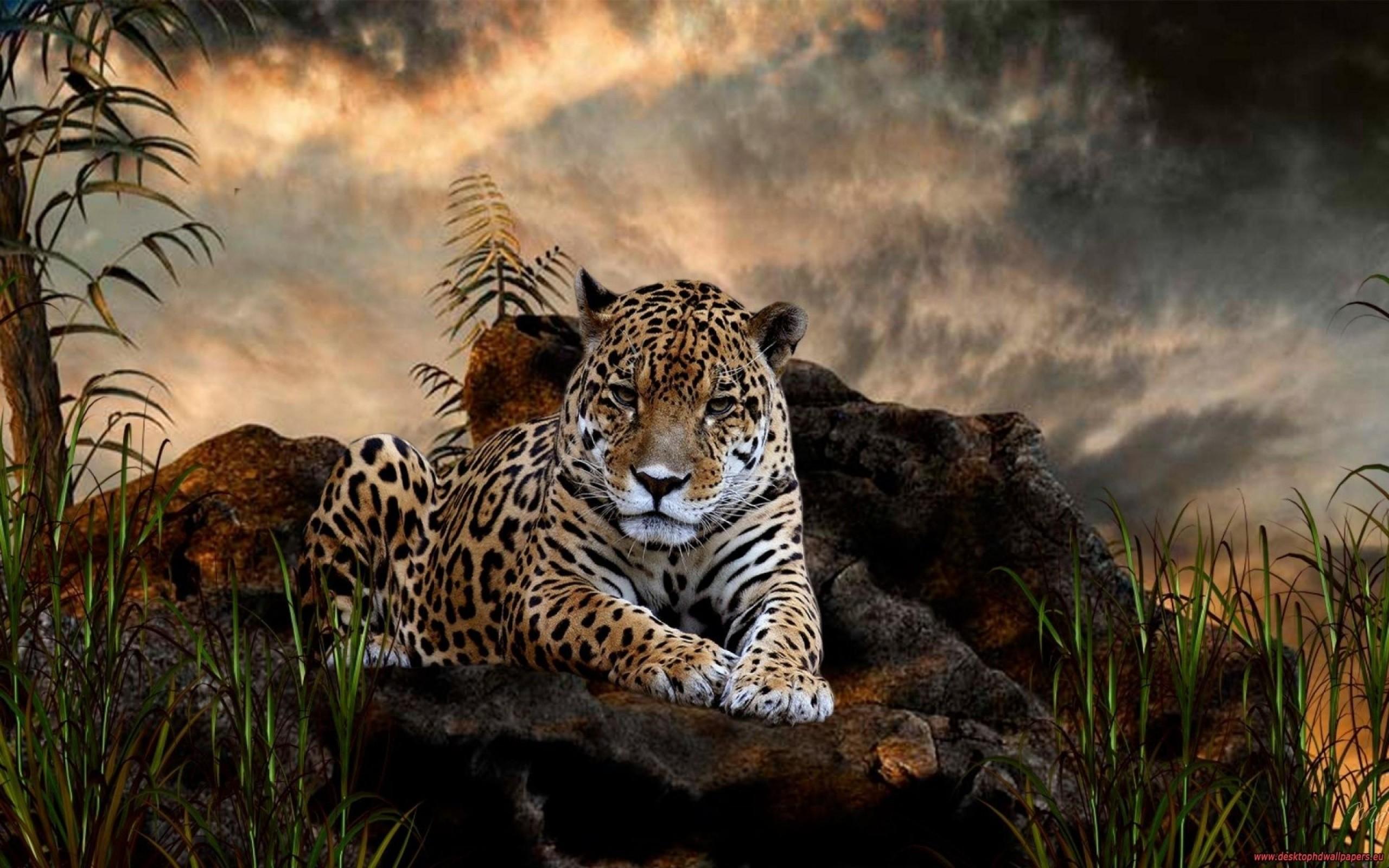 hd widescreen backgrounds animals