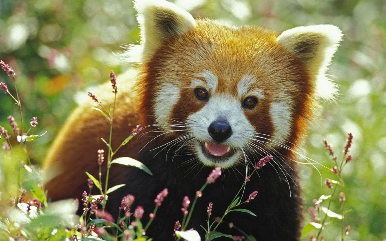 Red, Panda, HD Animal Wallpaper, Pet Love, Cool Animals