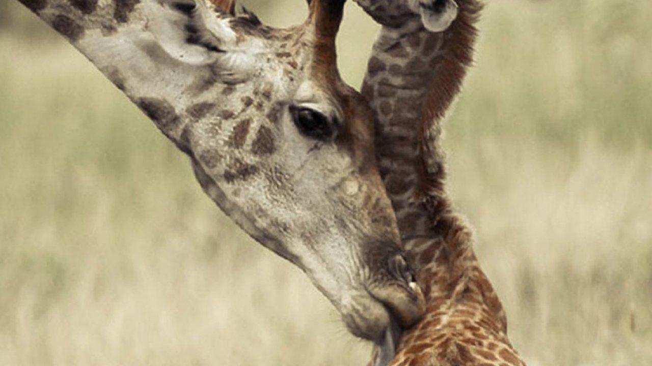 Wild Life, Wild Animals, Animal Desktop Image