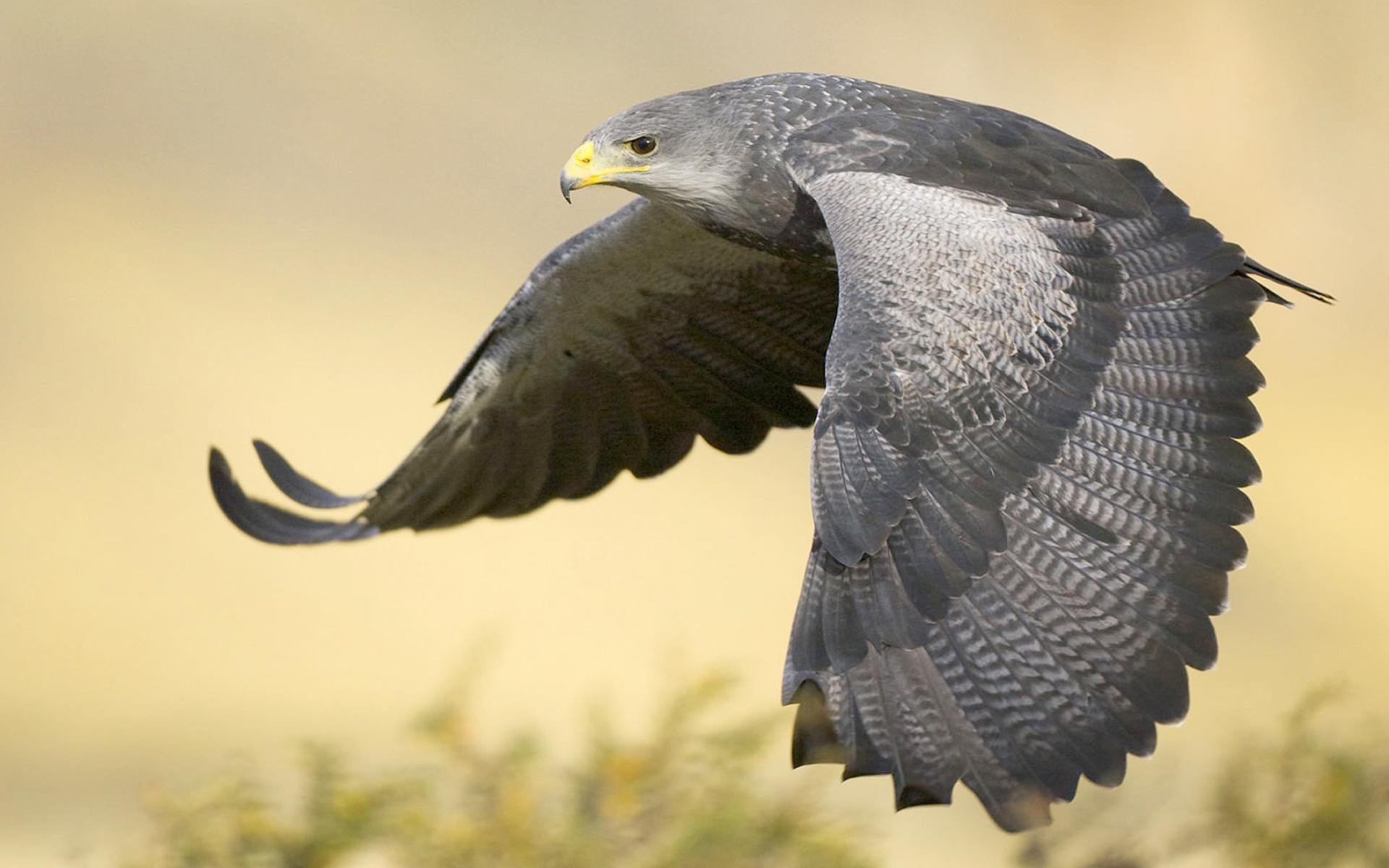 Beautiful Animal Wallpaper HD Picture