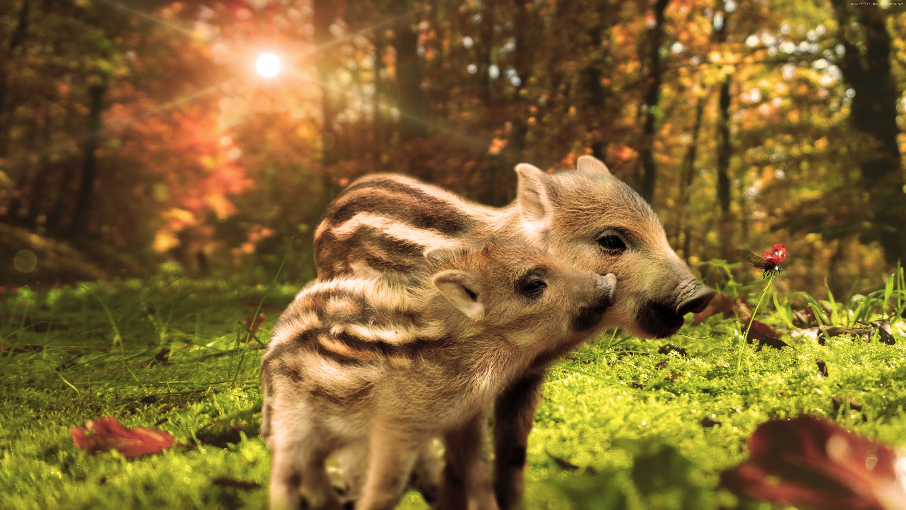 Wallpaper Pig, funny animals, 7K, Animals Wallpaper Download