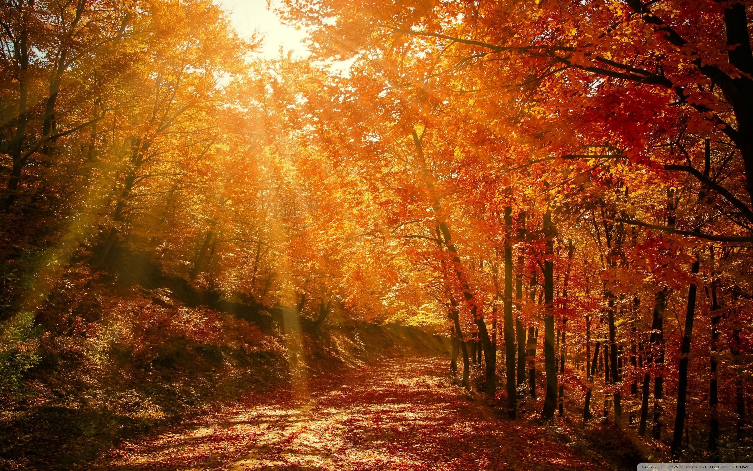 Beautiful Nature Image, Autumn, Forest ❤ 4K HD Desktop
