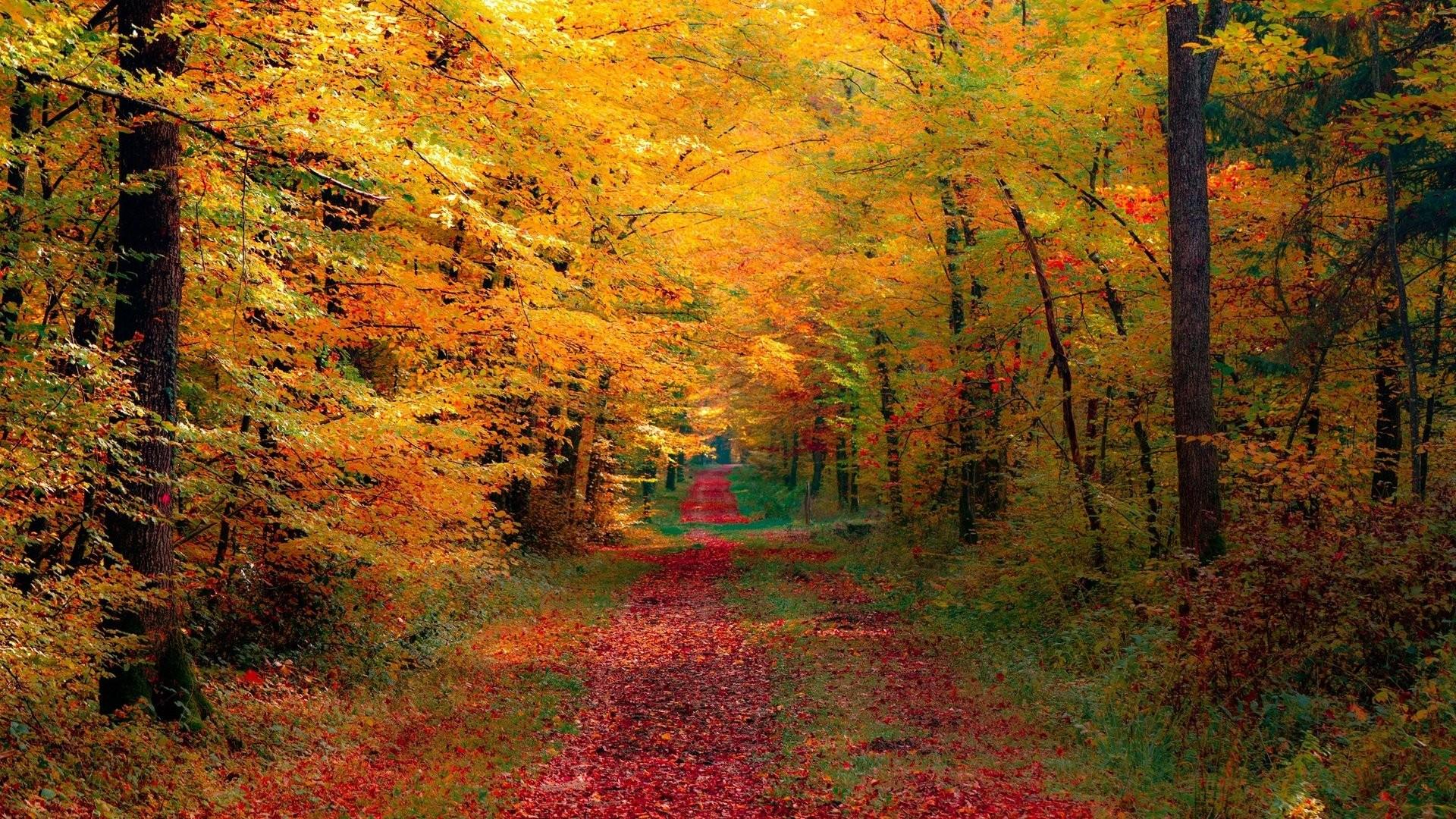 Autumn Forest Path Wallpapers - Wallpaper Cave