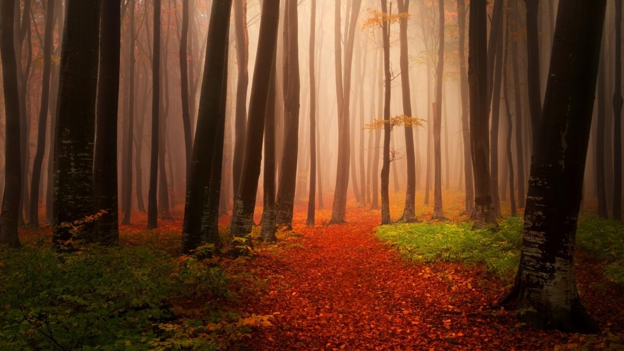 Wallpaper Autumn, Forest, Foggy, Misty, HD, Nature