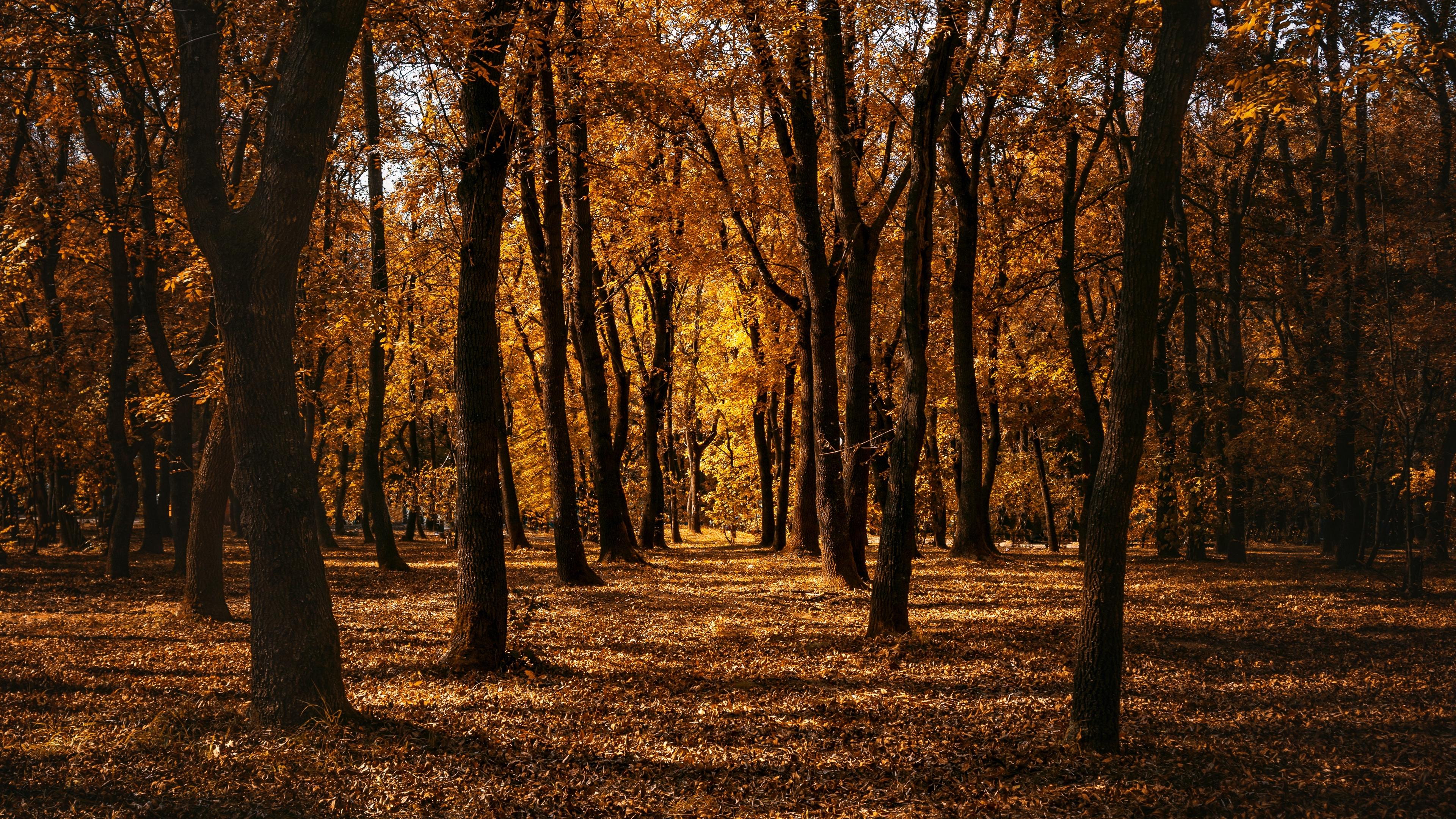 Download wallpaper 3840x2160 autumn, forest, trees, park