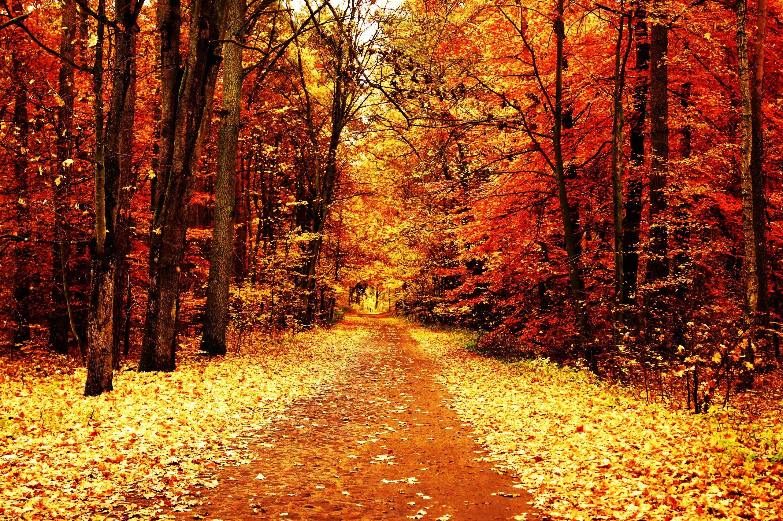 Fall Forest Wallpaper Free Fall Forest Background