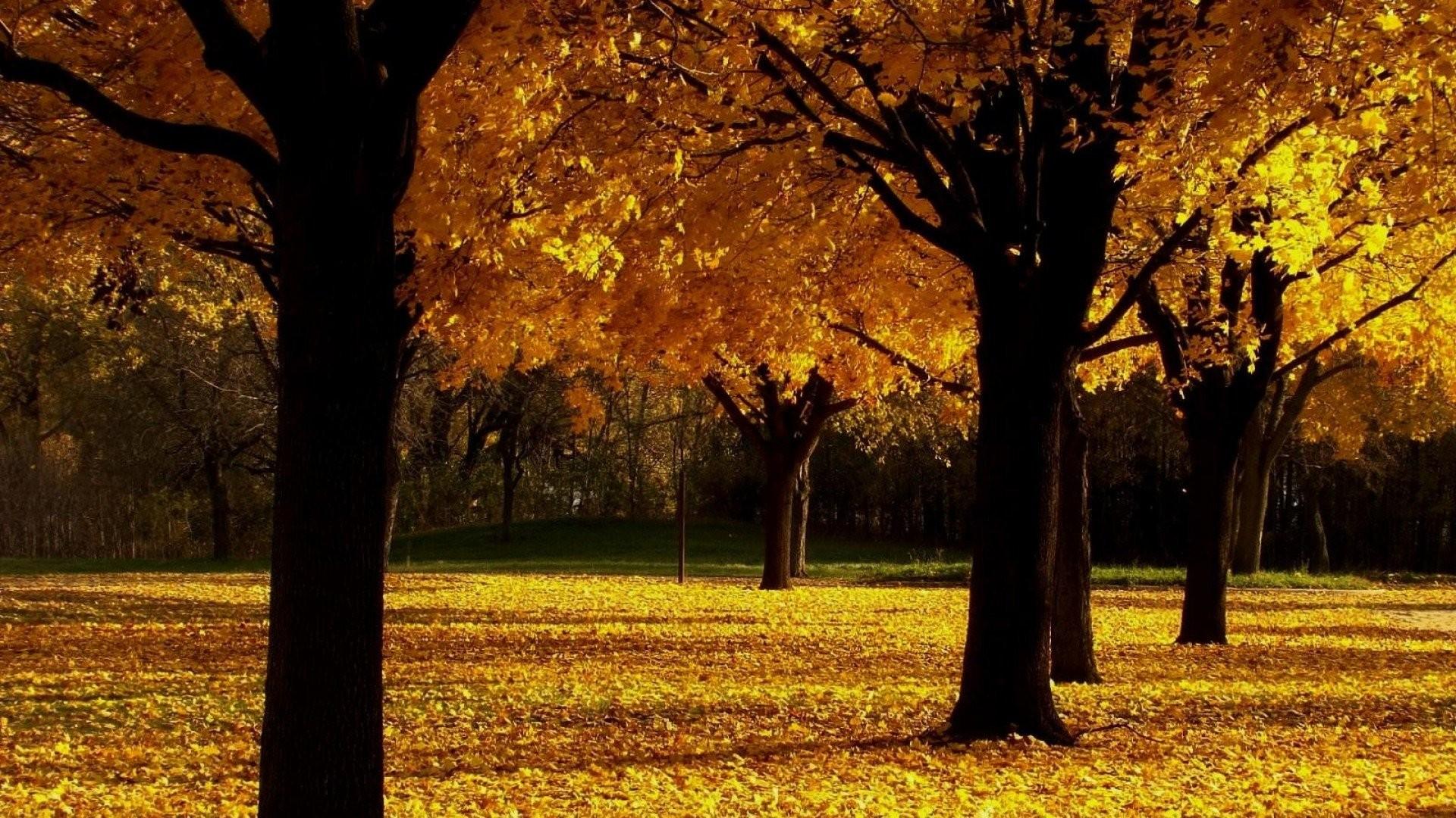 Widescreen, Tree, Nature, autumn, Forest, HD Wallpaper Green