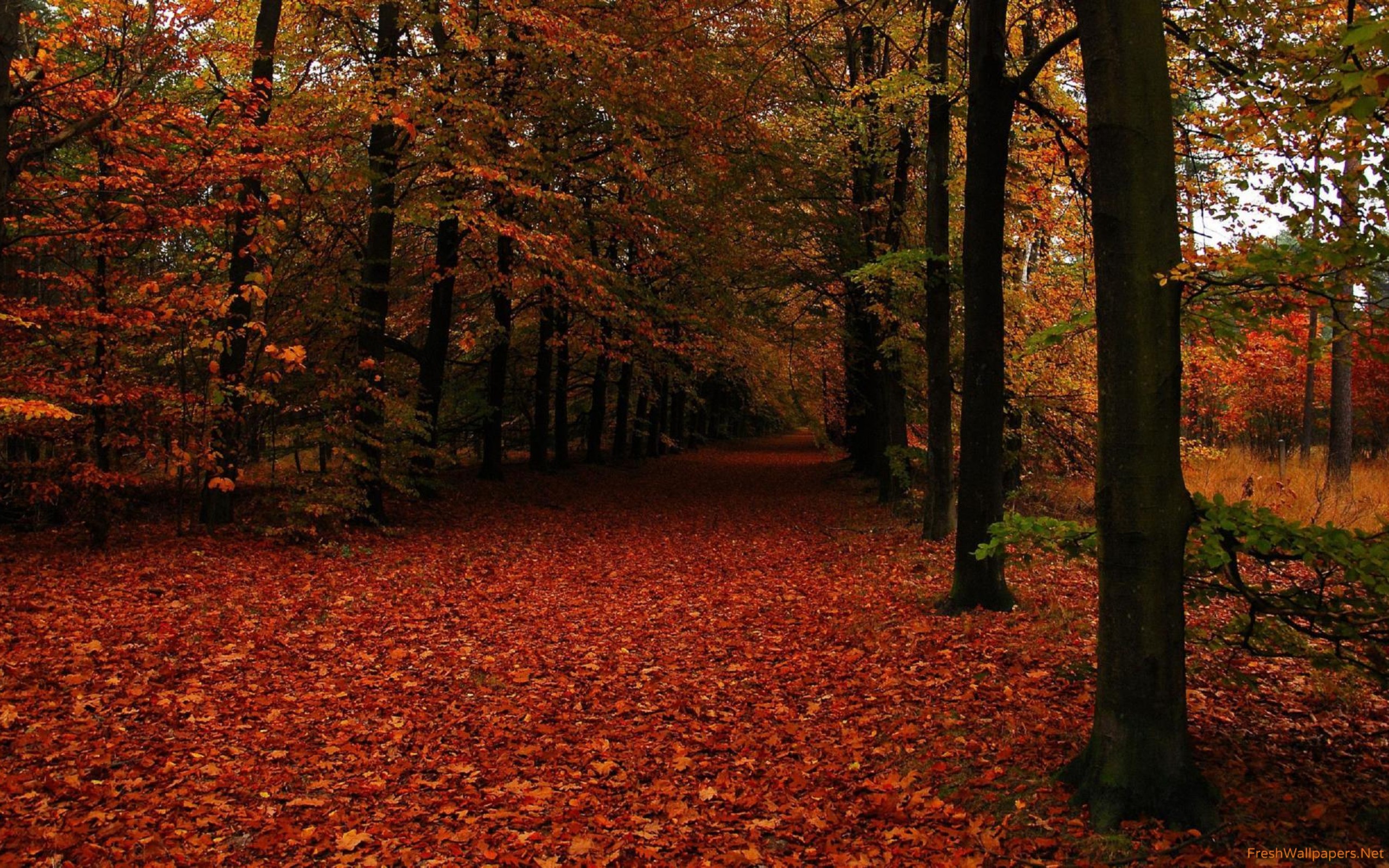 Path in autumn forest wallpaper