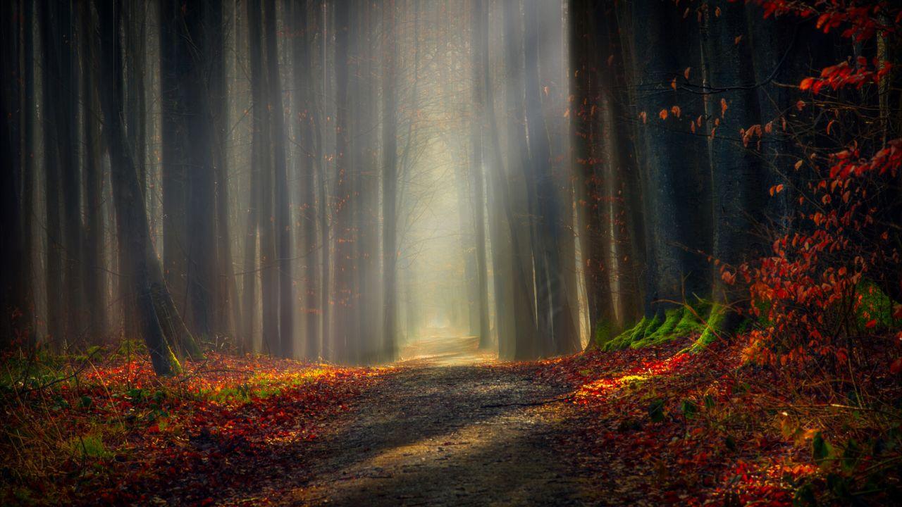 Wallpaper Autumn, Forest, Pathway, Sunlight, 5K, Nature