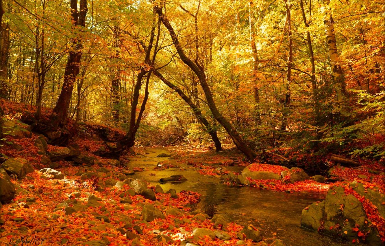 Wallpaper Autumn, Forest, Stream, Fall, Autumn, Colors, Forest image for desktop, section природа