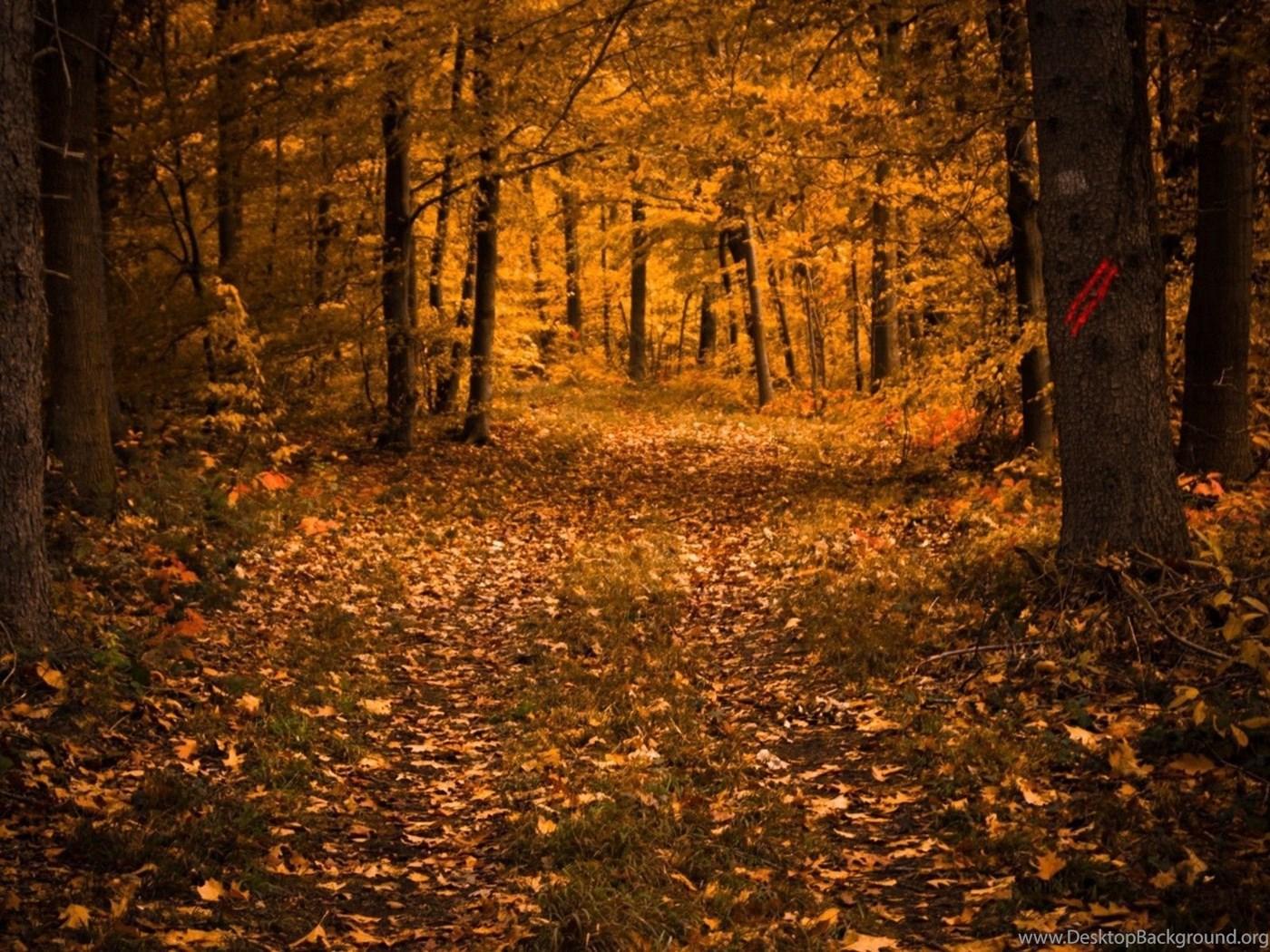 Alley In The Autumn Forest Wallpaper Nature Wallpaper