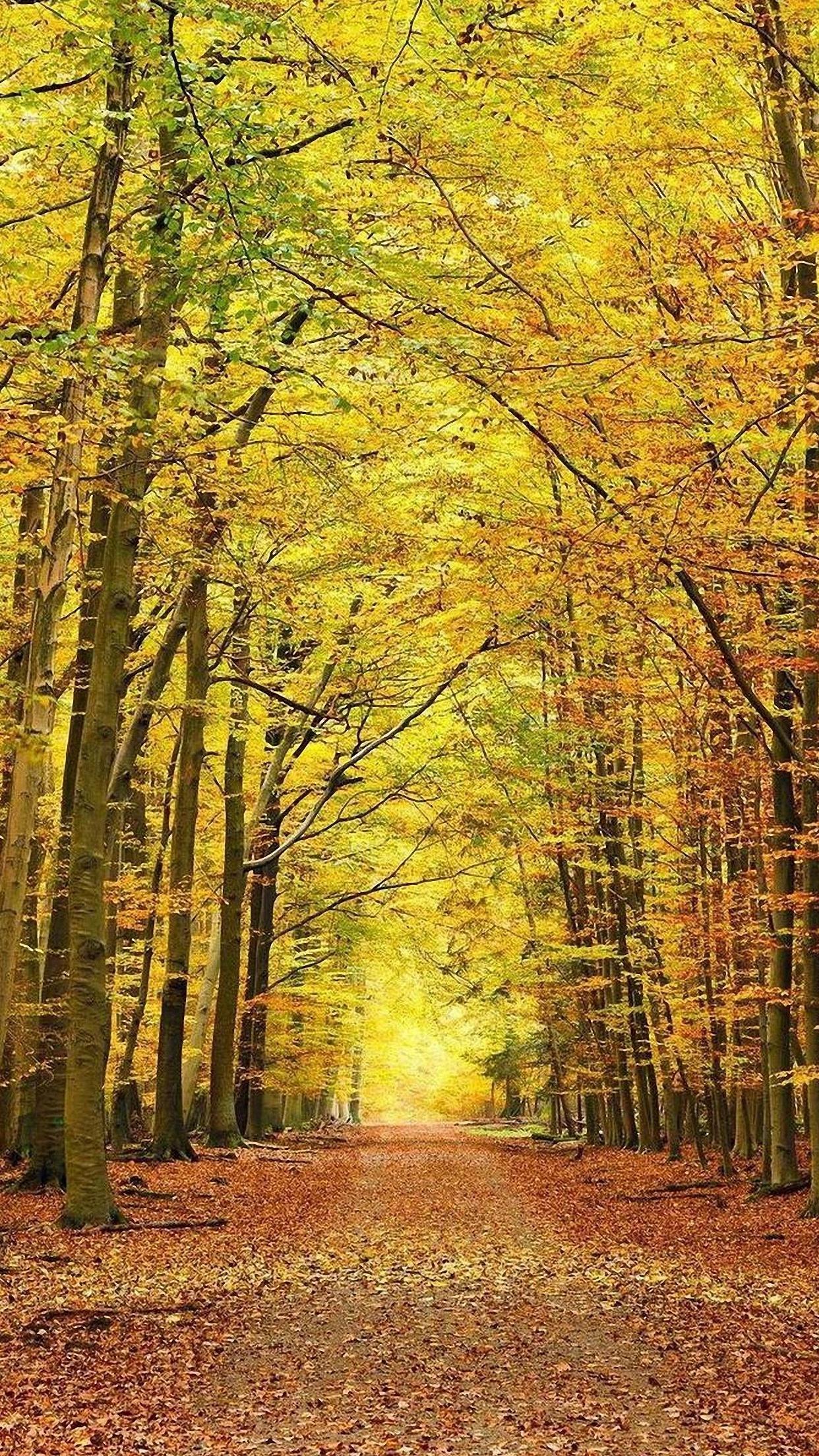 Nature Autumn Forest iPhone 6s Wallpaper HD