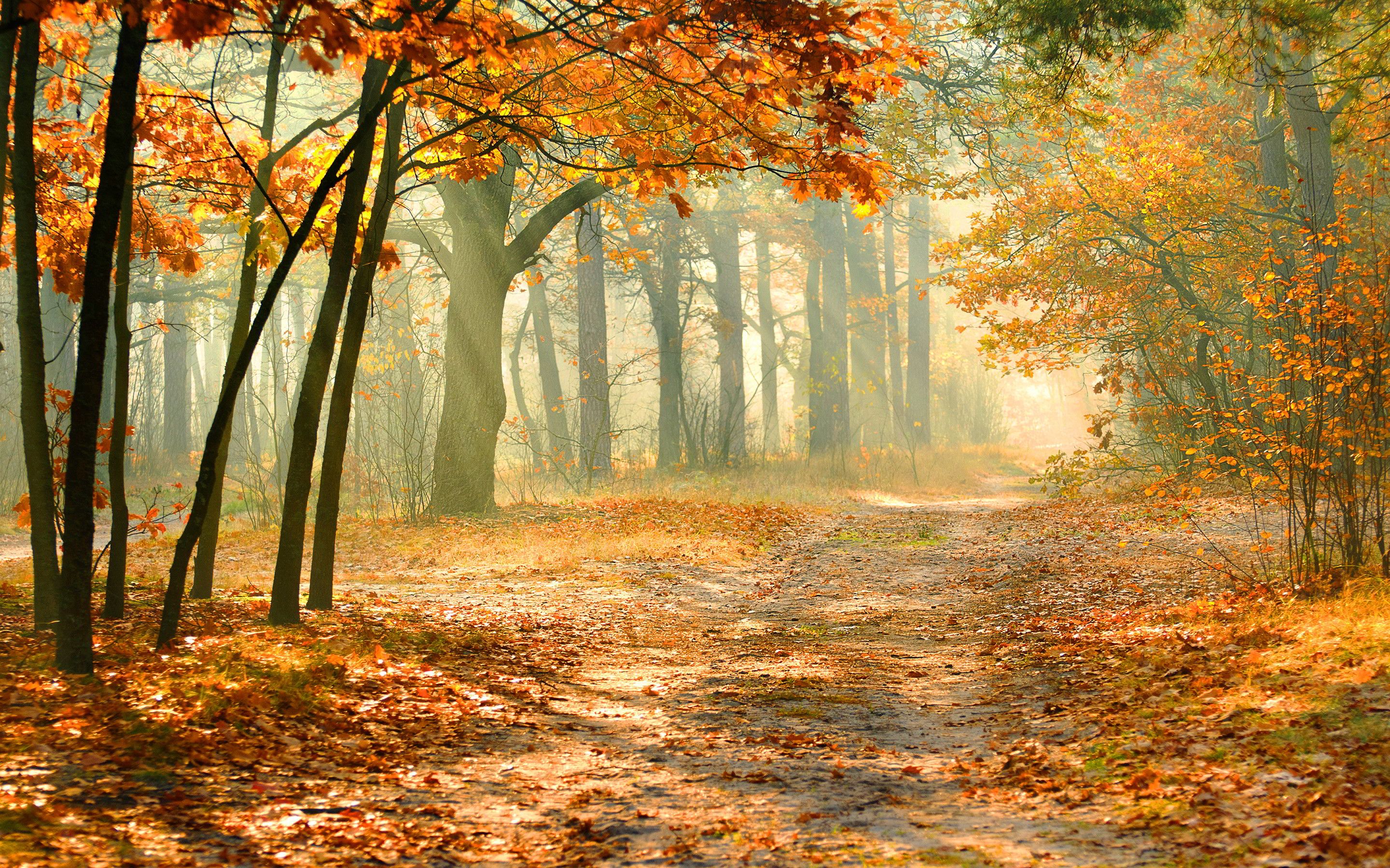 Autumn Forest HD Wallpaper