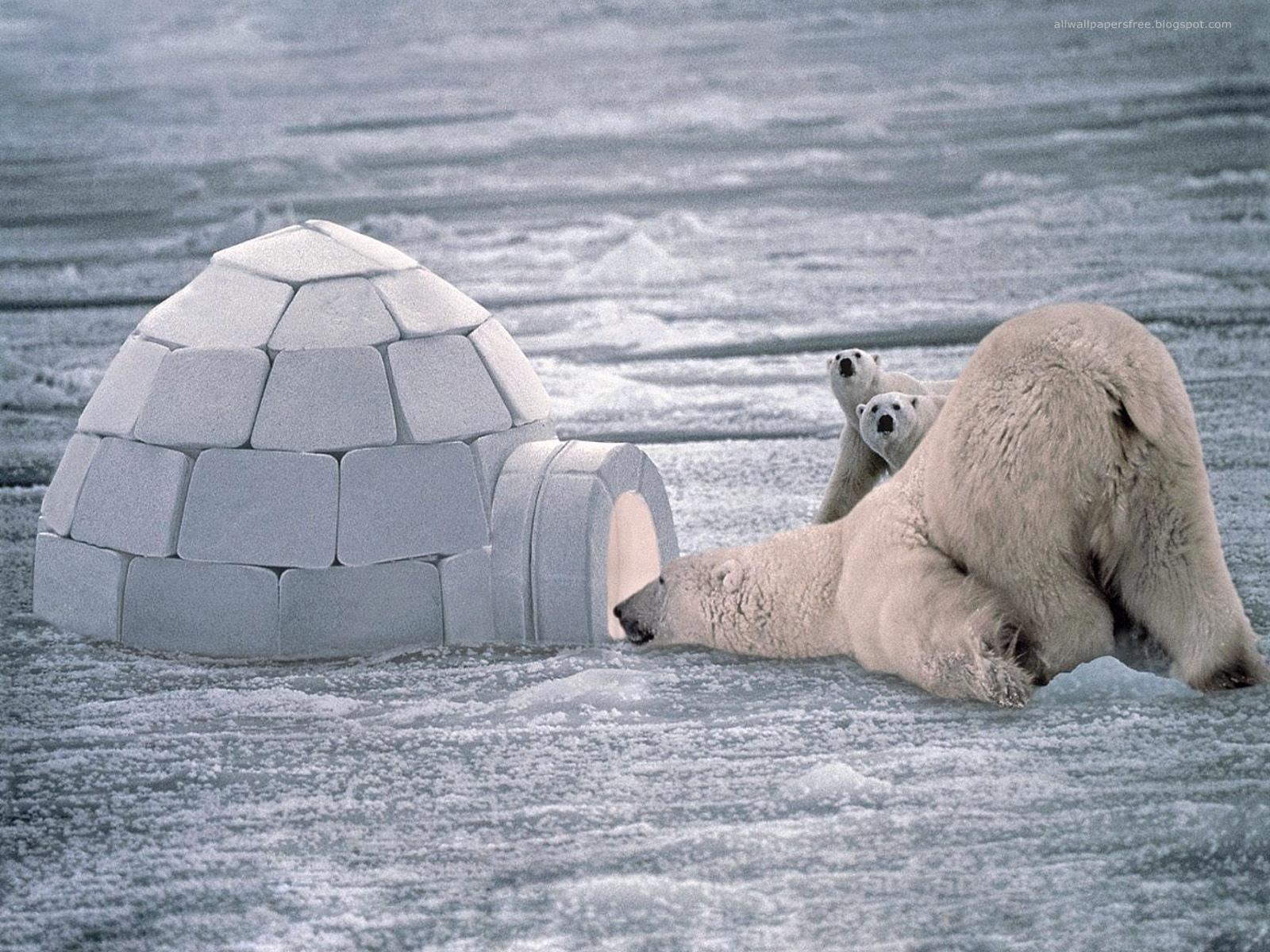 ilona wallpaper: Polar bear and igloo wallpaper HD