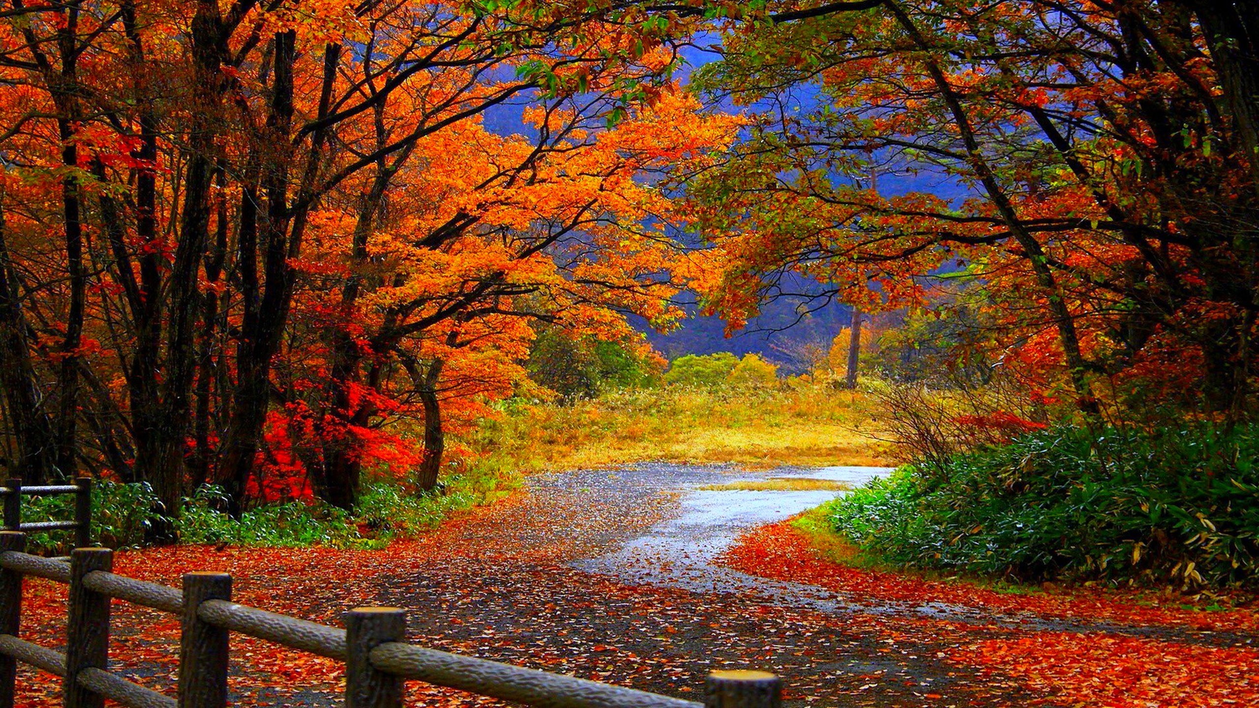 Autumn wallpaper WidescreenDownload free amazing High