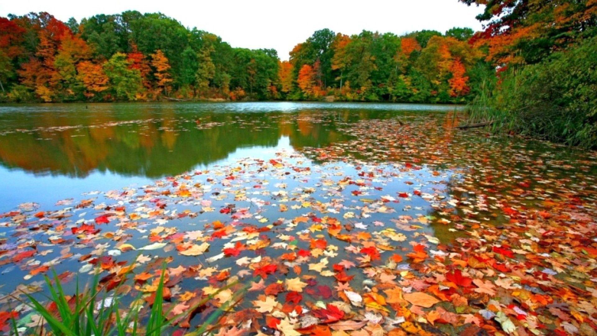 Fall Leaves Wallpaper Desktop