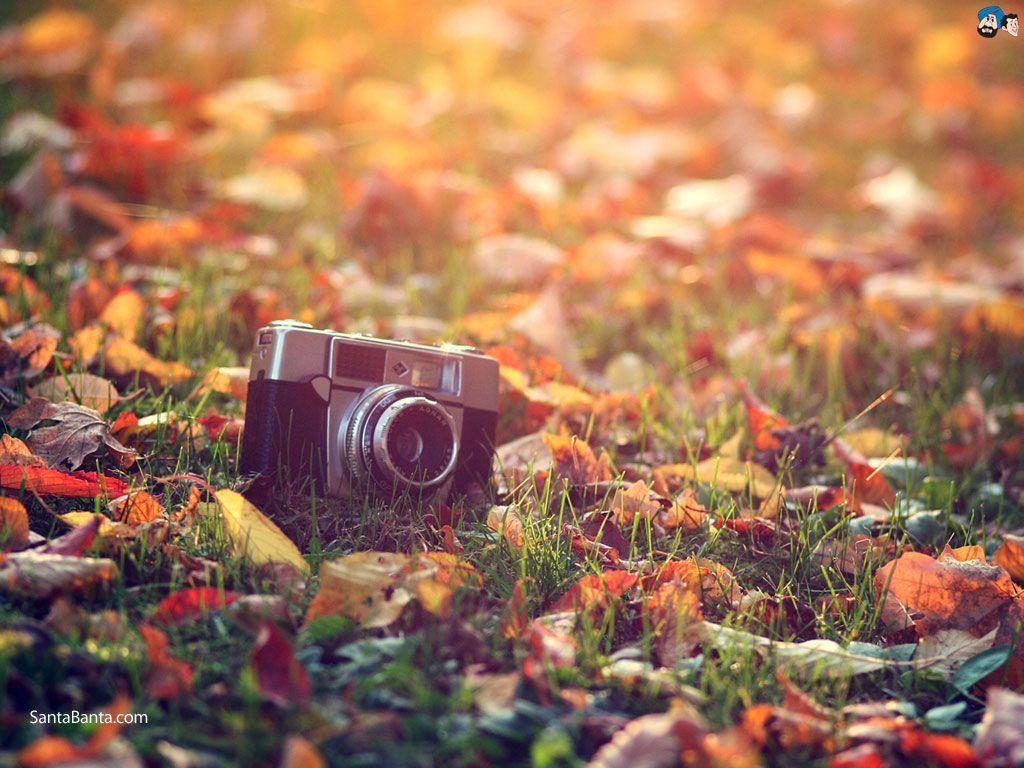 memories. wishlist #roosbeach. Autumn tumblr, Fall