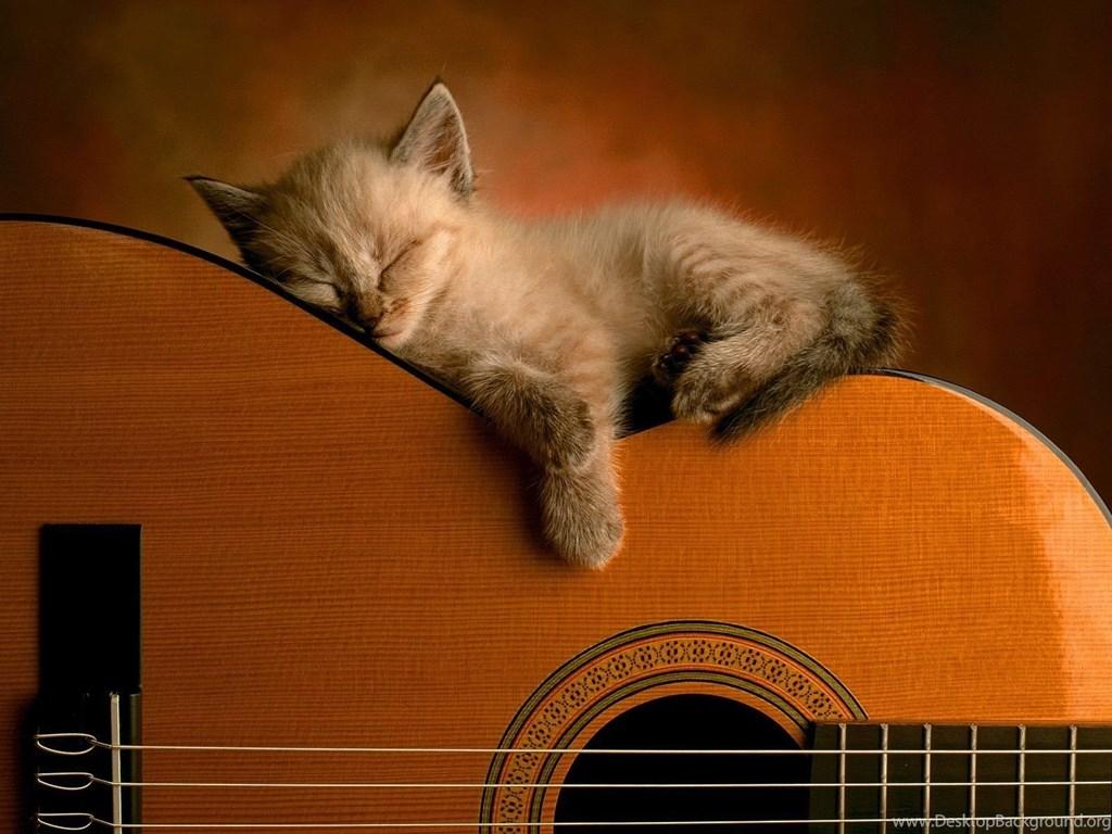 Cute Kitty Acoustic Guitar Wallpaper Pics Desktop Background