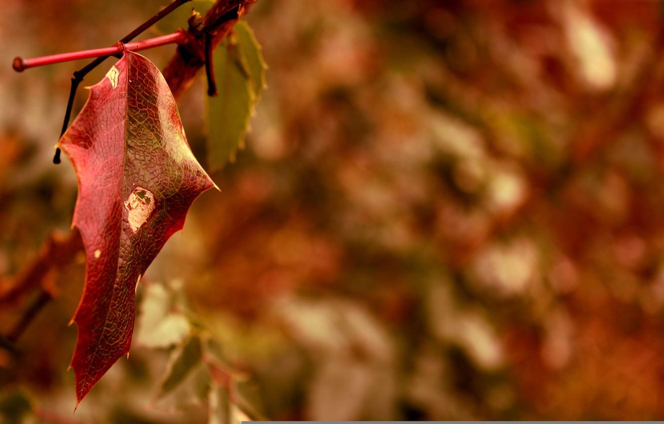 Wallpaper autumn, macro, red, sheet, blur image for desktop