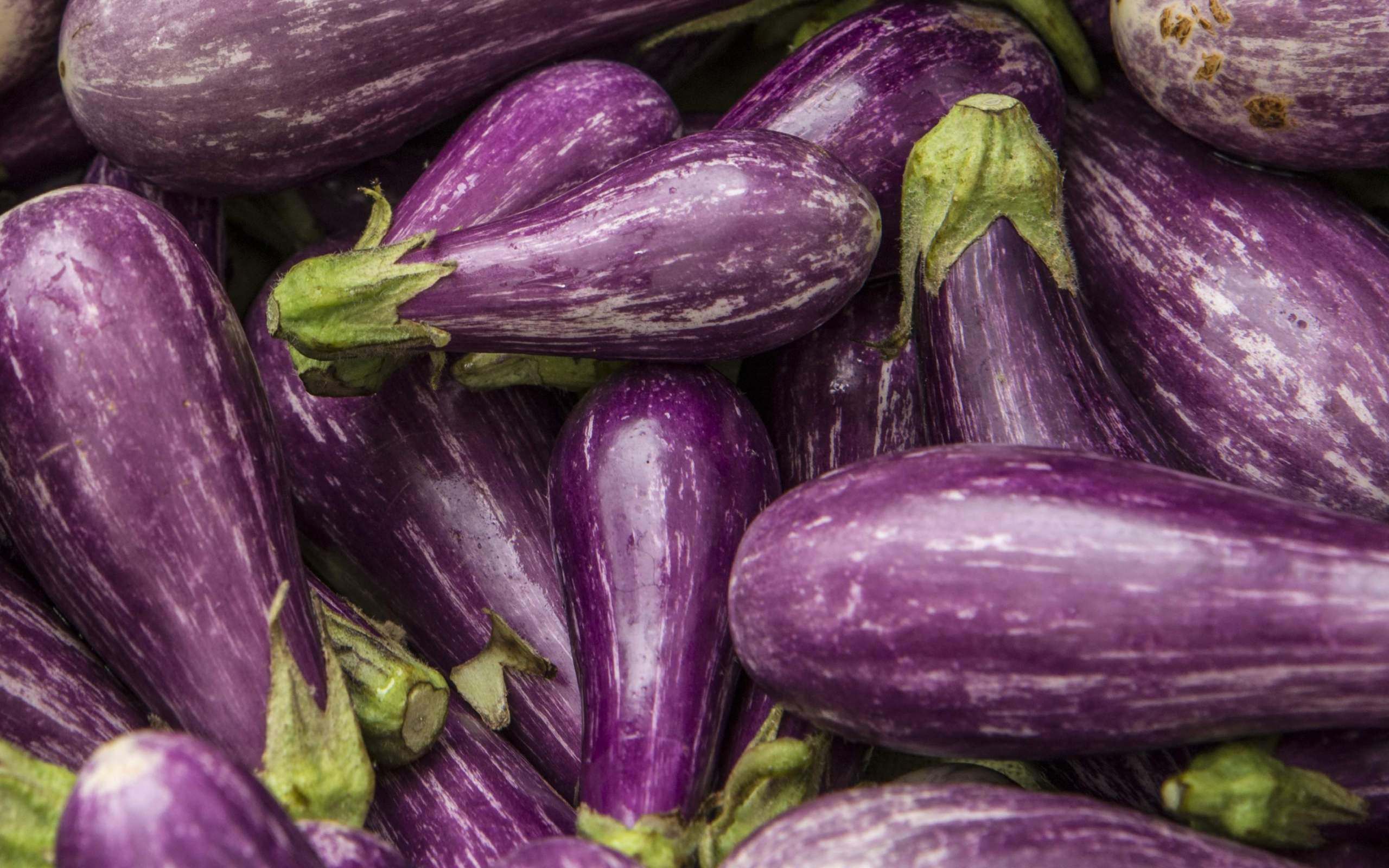 Premium Photo | Two eggplant aubergine isolated on a white background  vegetarian food