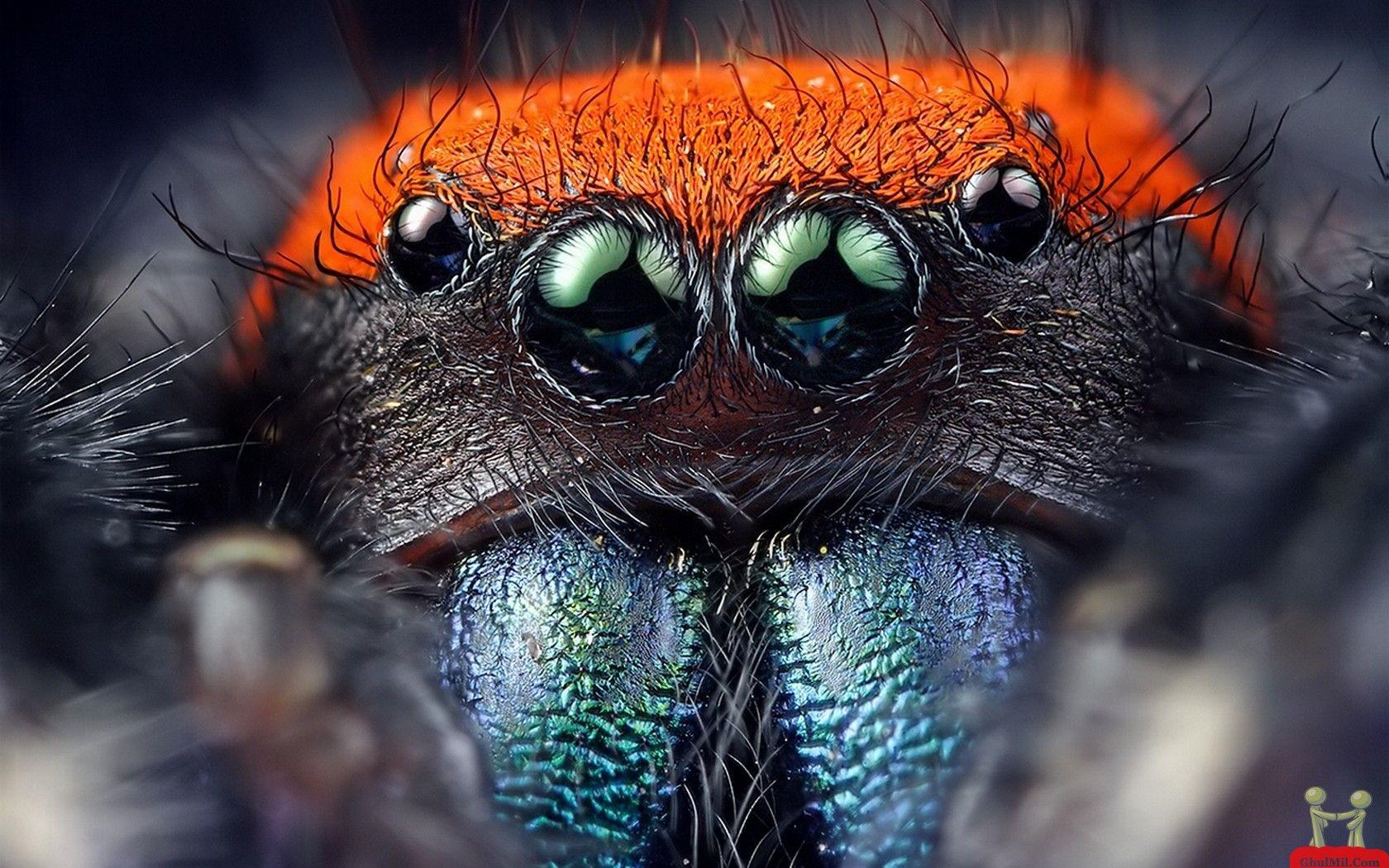 Spider Wallpaper Picture #nTM. Animal wallpaper, Spider, Eyes