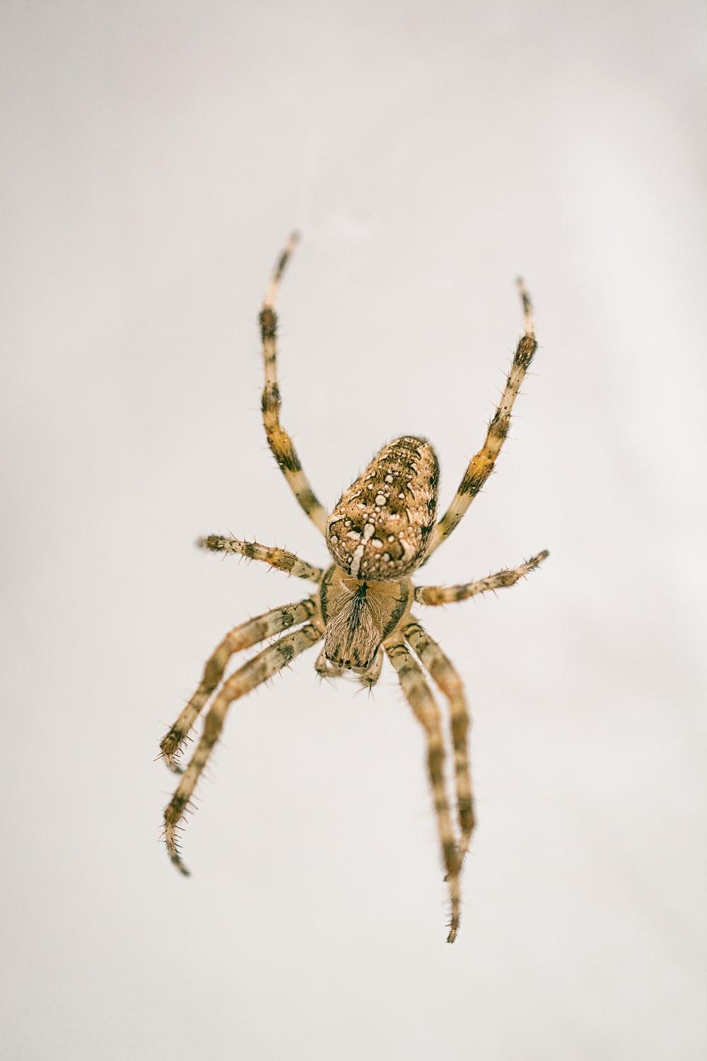 [HQ] Spider Picture. Download Free Image