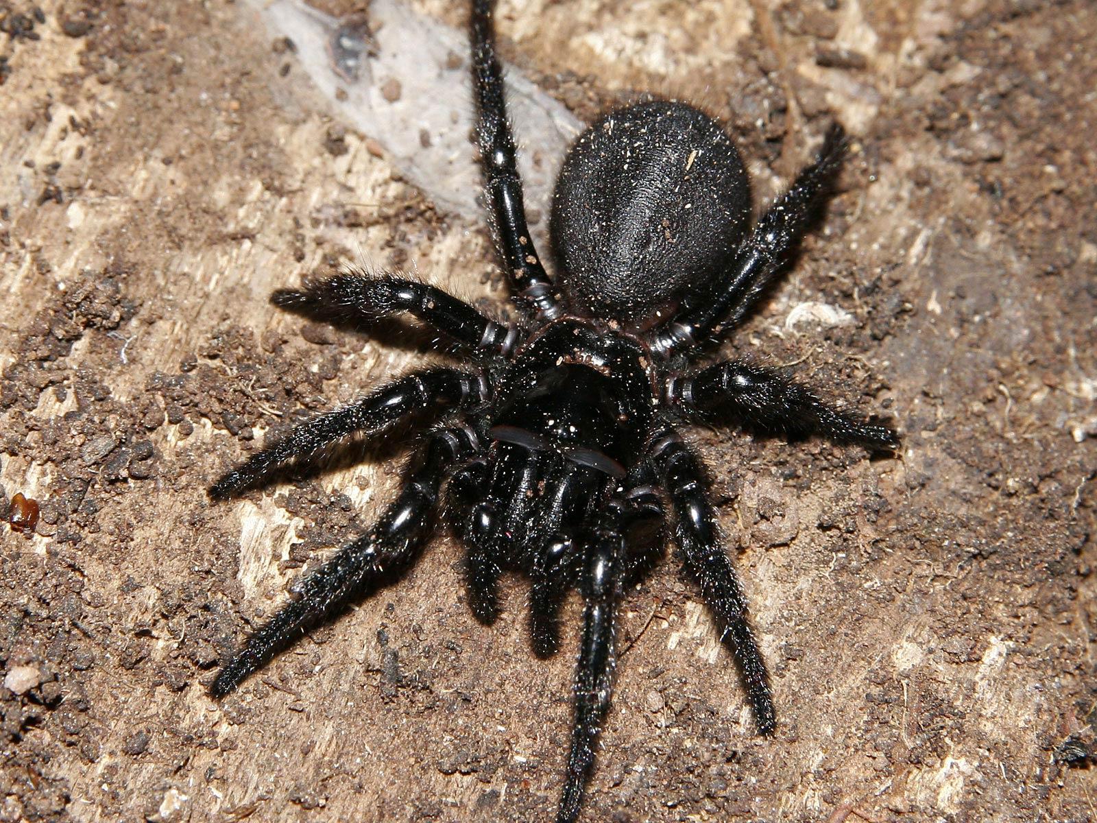 Spider Wallpaper 8 X 1200
