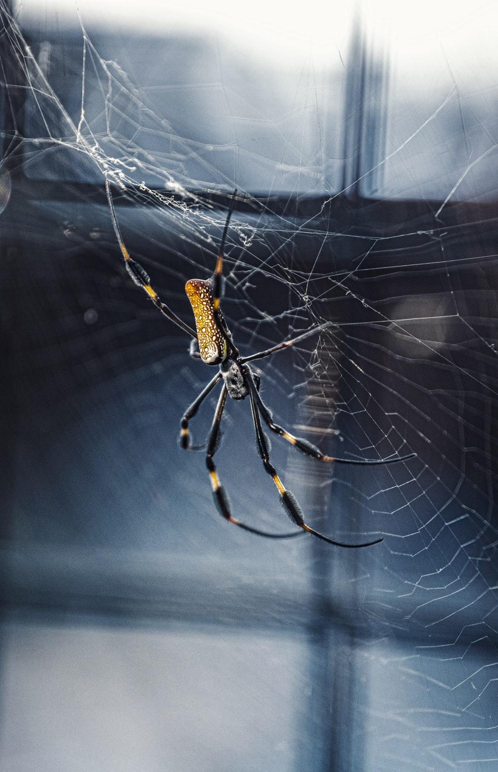 [HQ] Spider Picture. Download Free Image