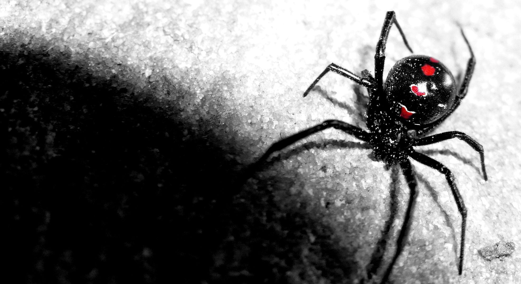 Black widow spider wallpaper Gallery