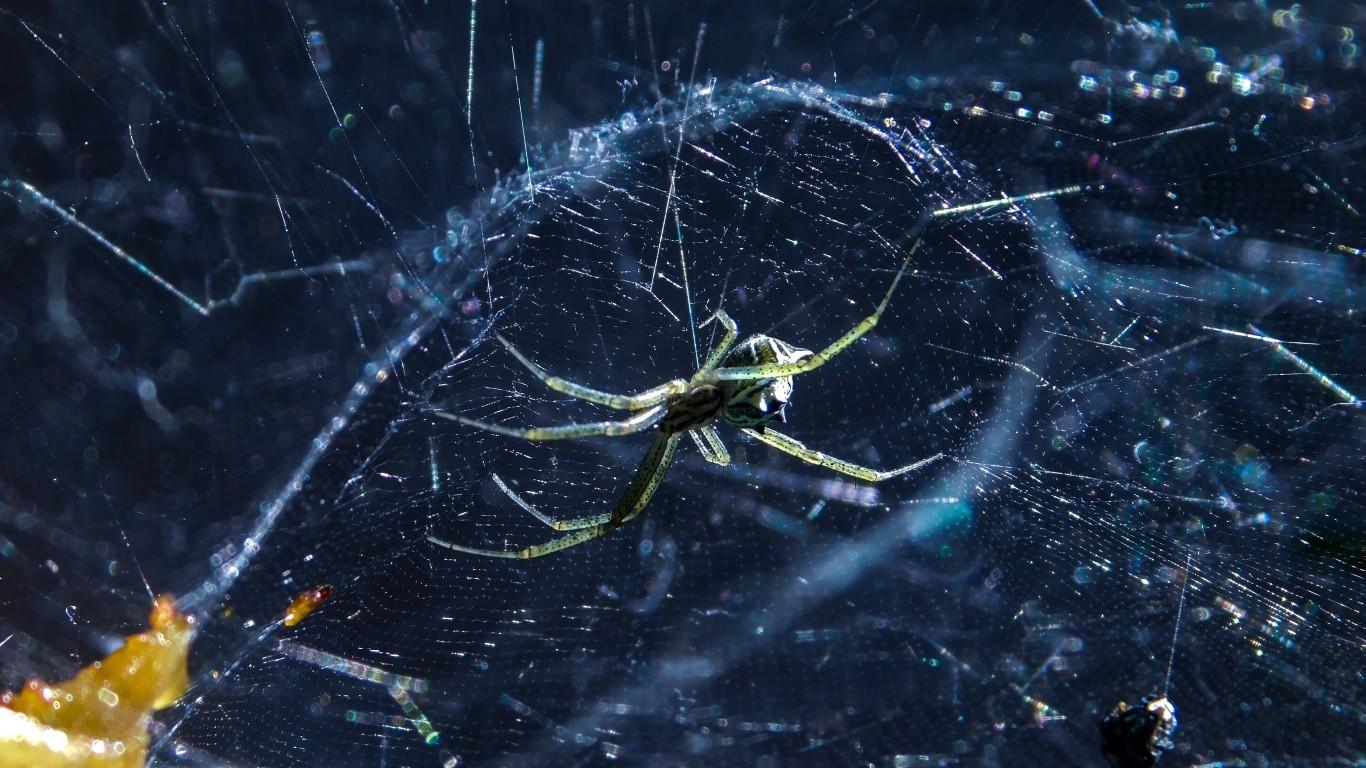 Download 1366x768 Spider, Web, Insects Wallpaper for Laptop