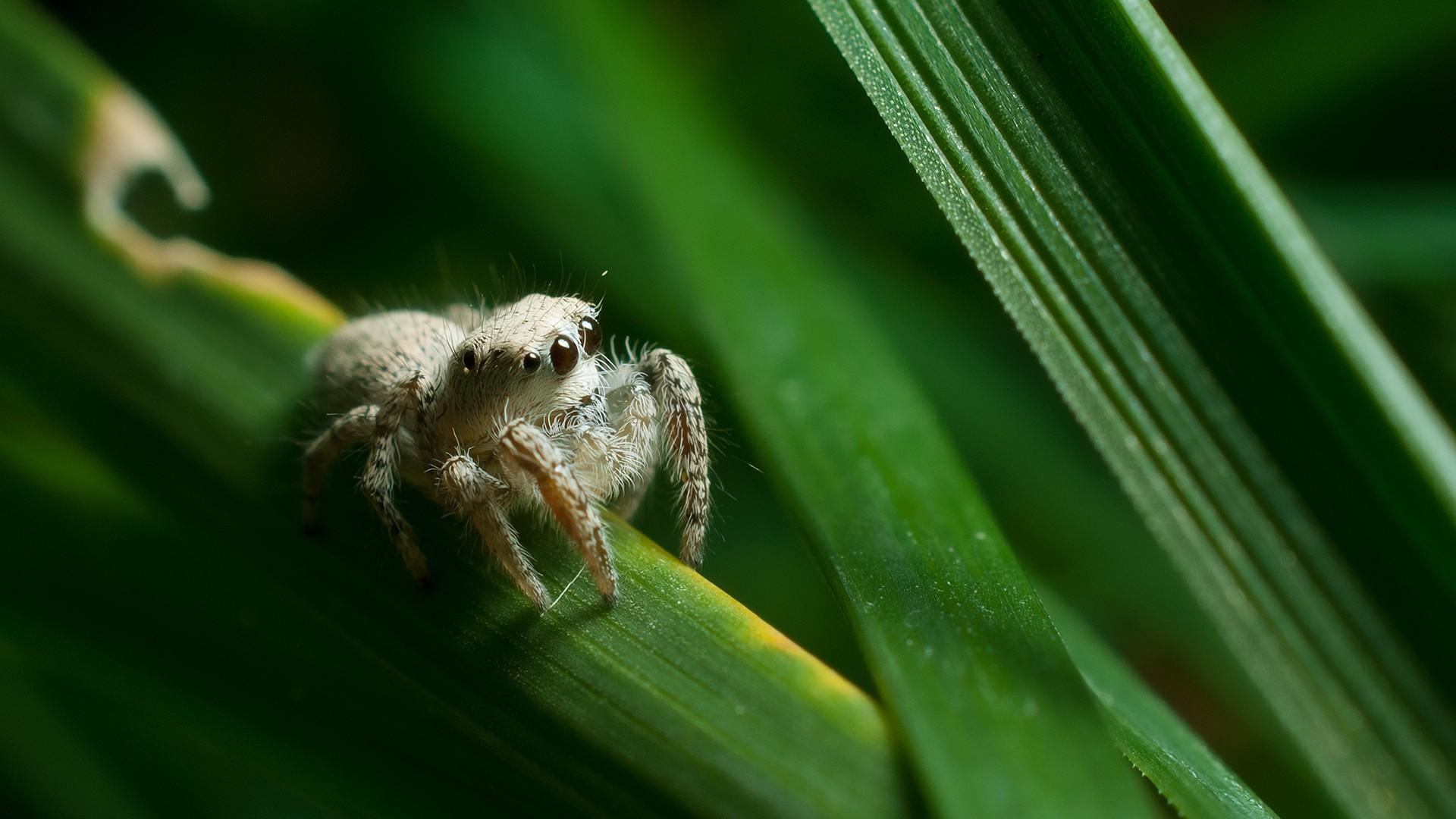 spider, Animals, Nature, Jumping Spider, Salticidae, Arthropods Wallpaper HD / Desktop and Mobile Background