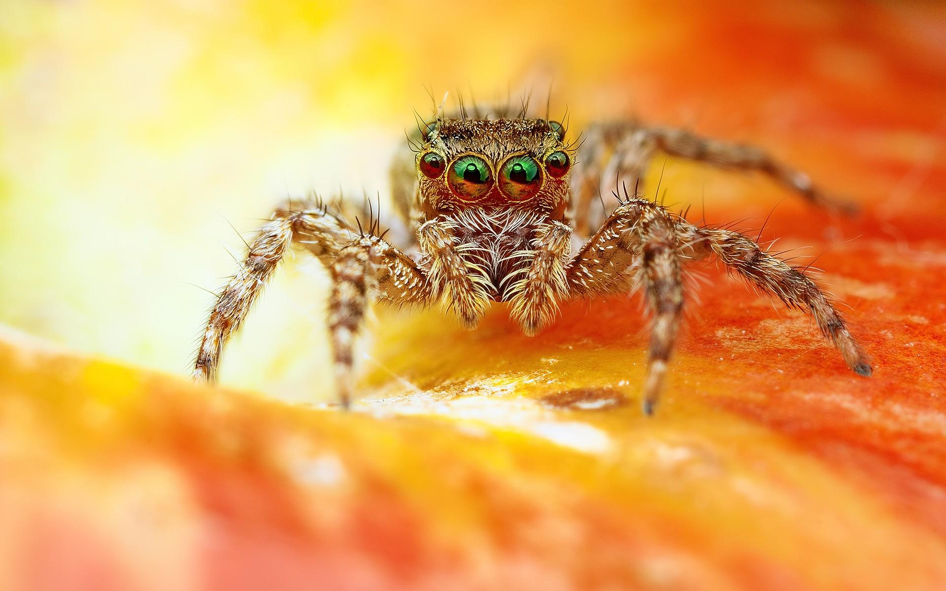 Best Macro spider on the leaf Wallpaper (8 + Image)