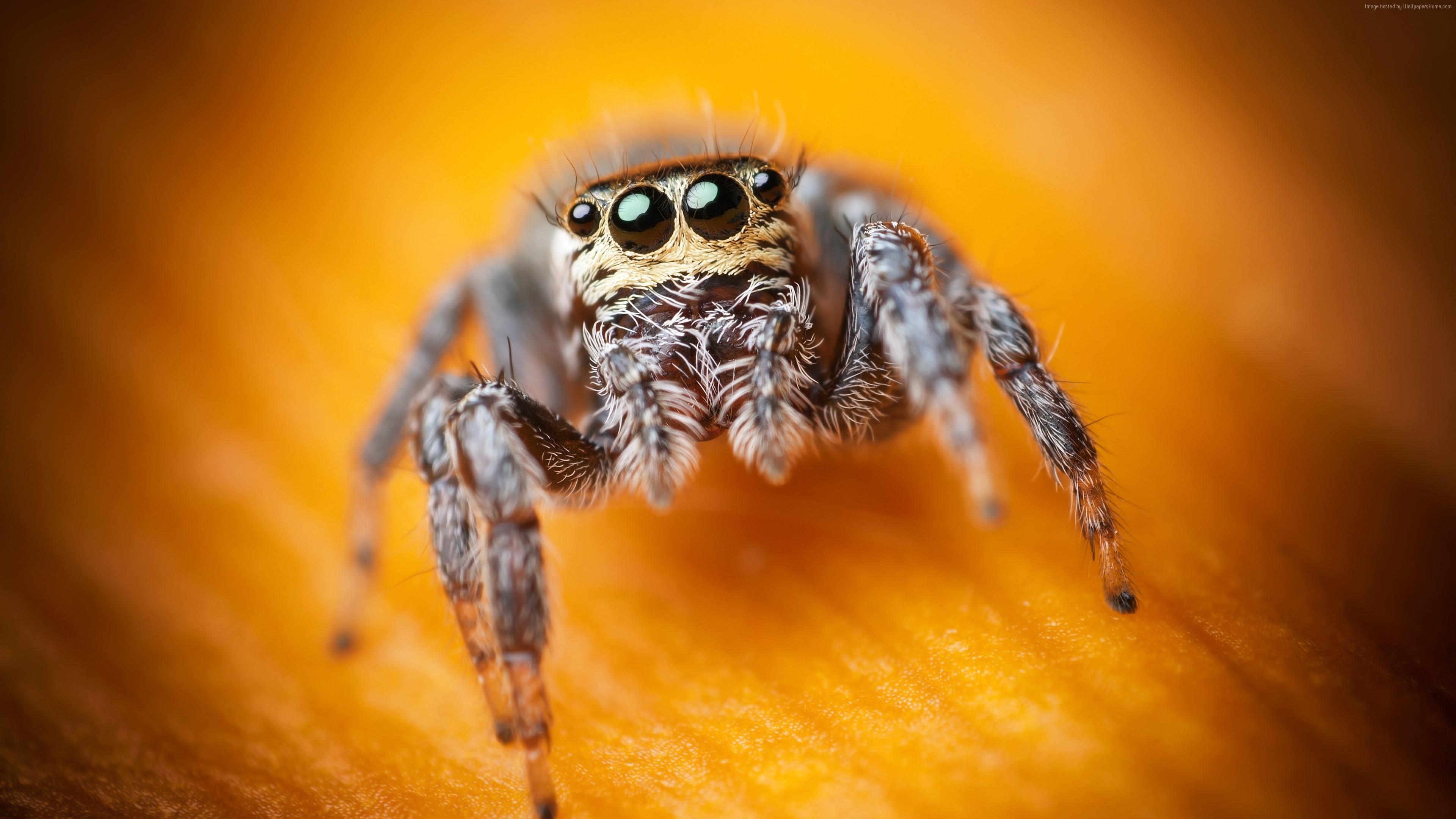 Wallpaper Jumping Spider, macro, black, eyes, yellow, insects