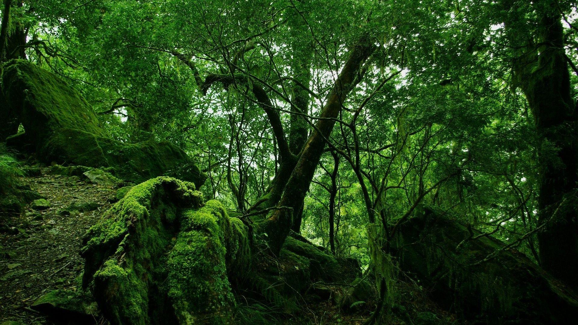 Green forest vegetation wallpaper[1920x1080] via Classy Bro